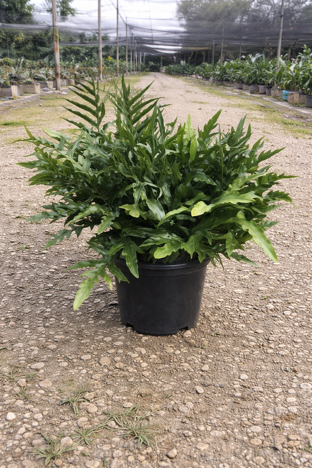 Wart Fern