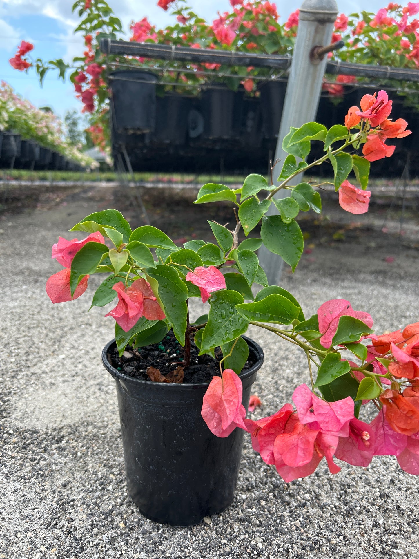 Bougainvillea Bush