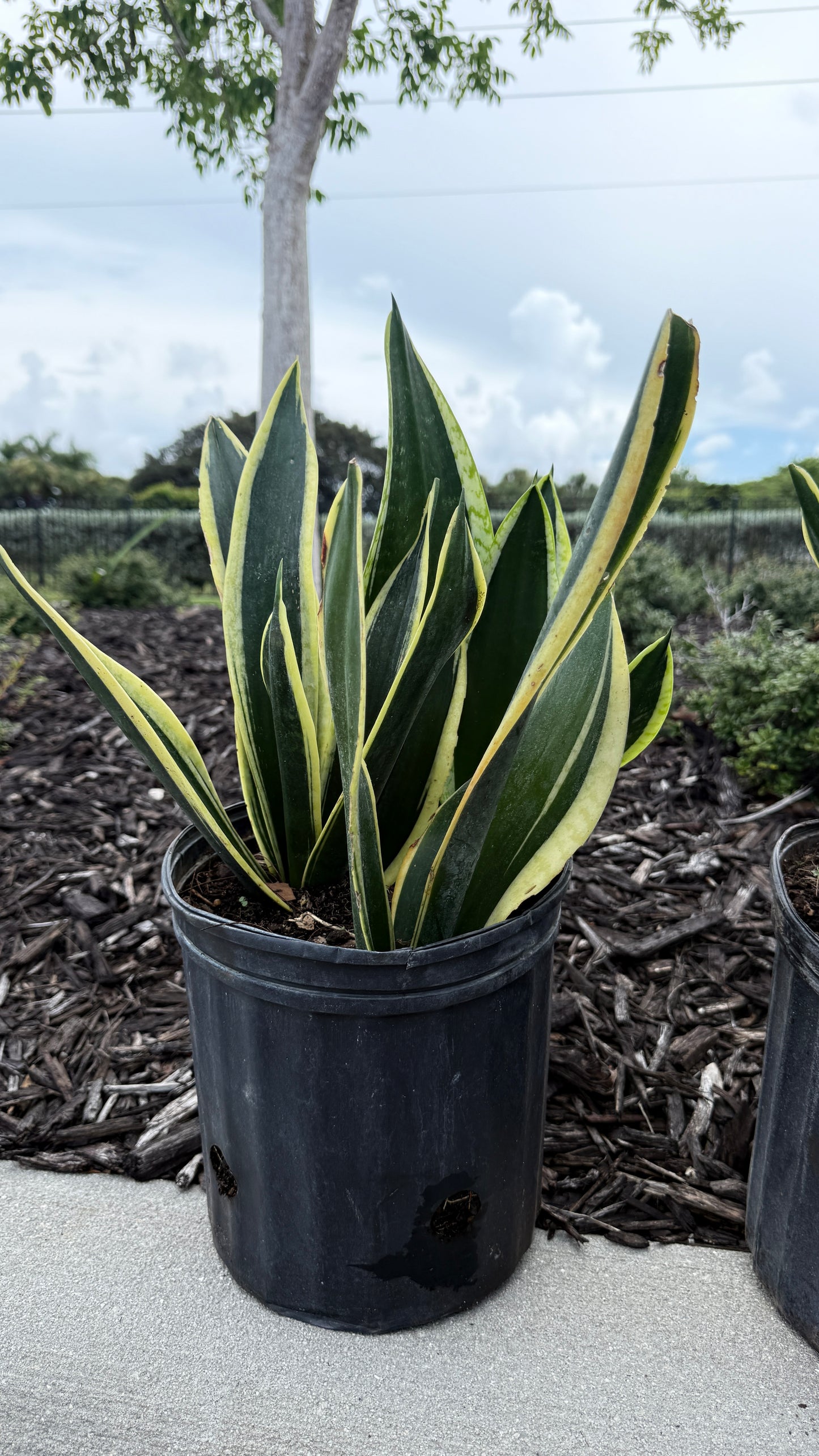 Dwarf Snake plant
