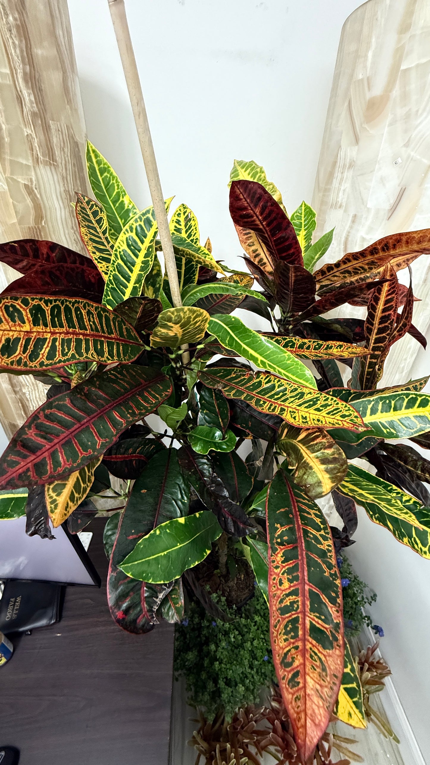 Croton Tree