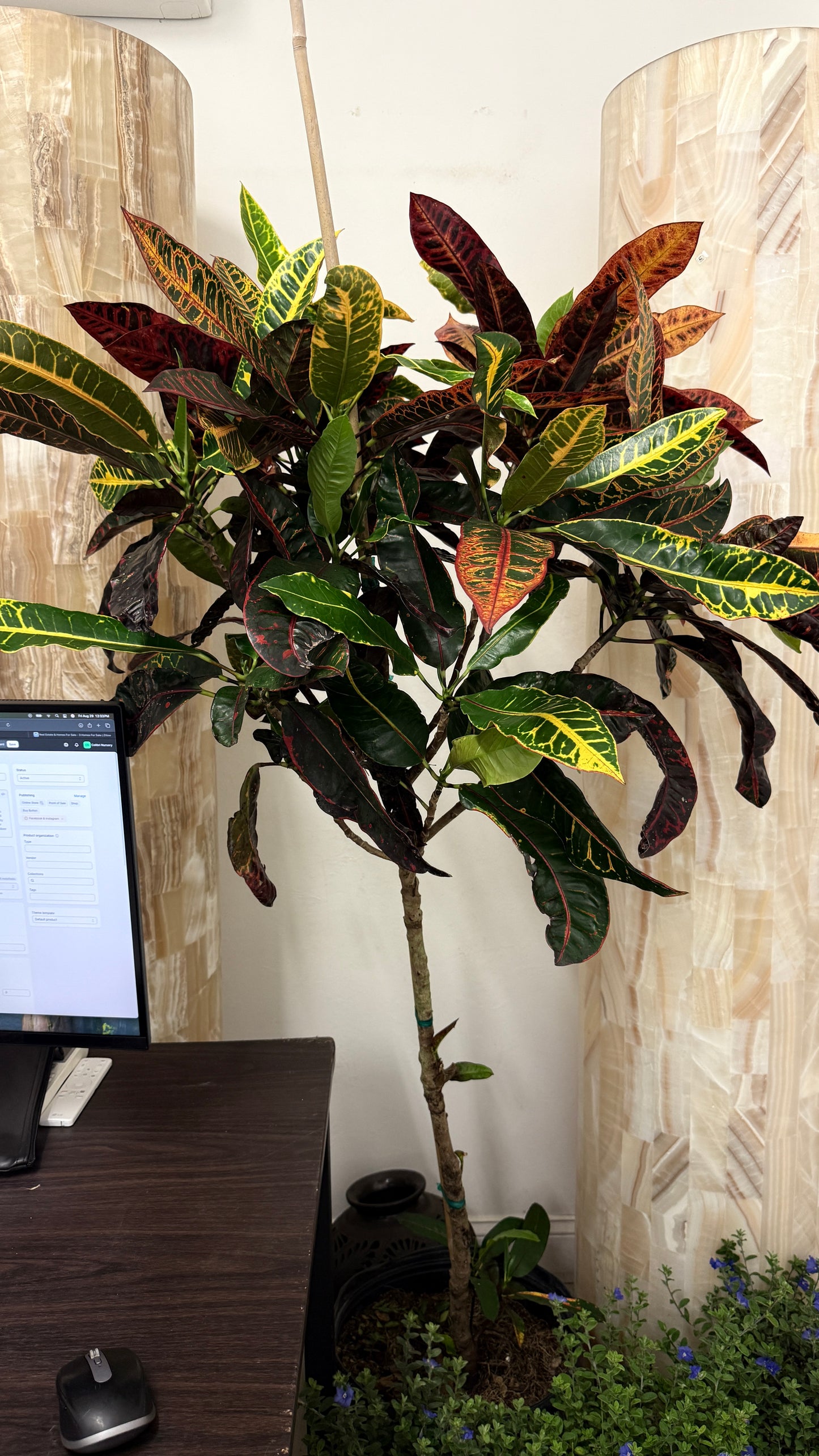 Croton Tree