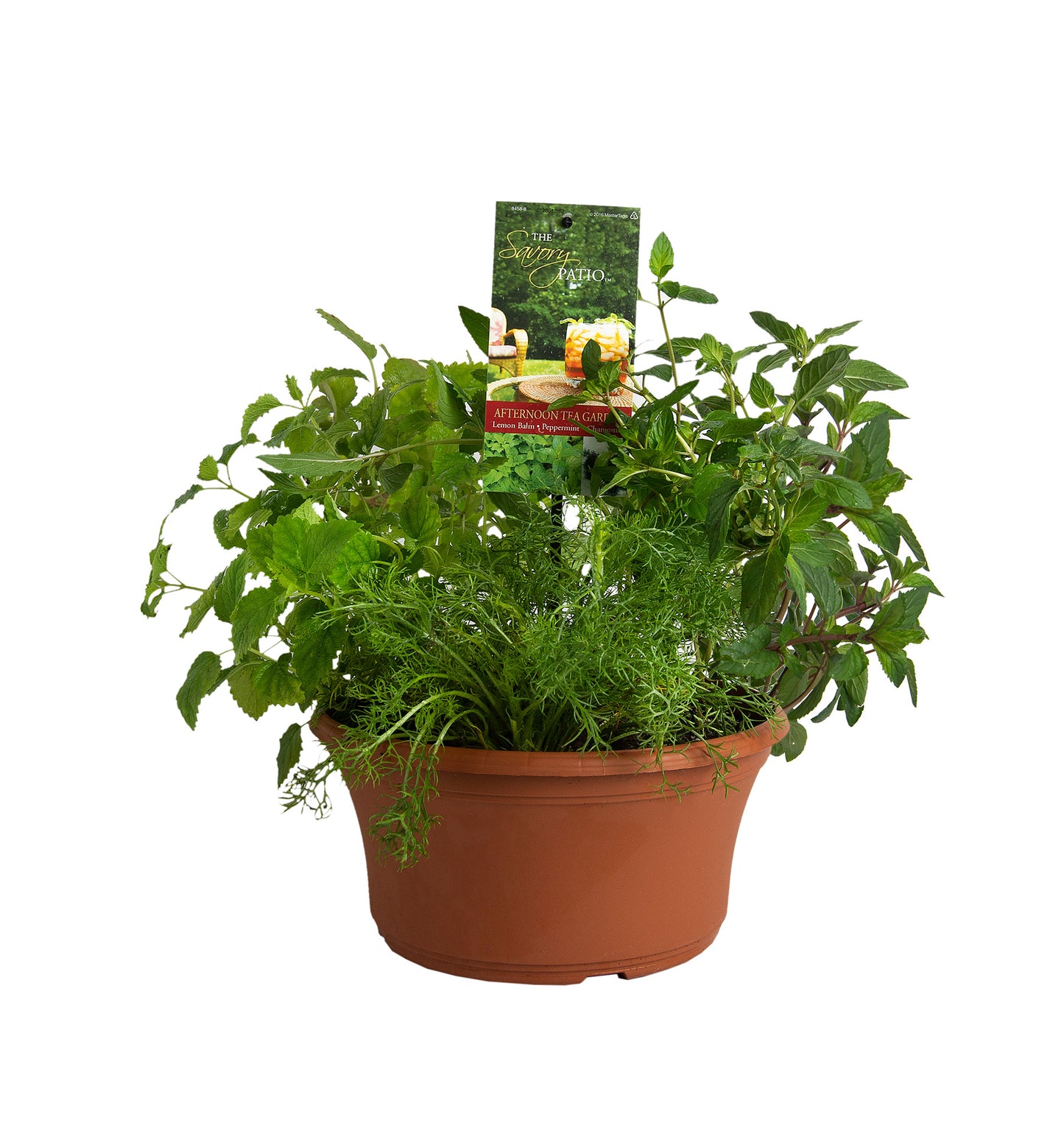 Herbs Basket/ Garden