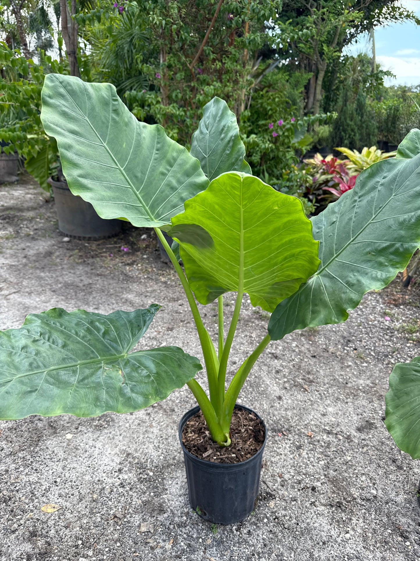 Alocasia (Elephant Ear)