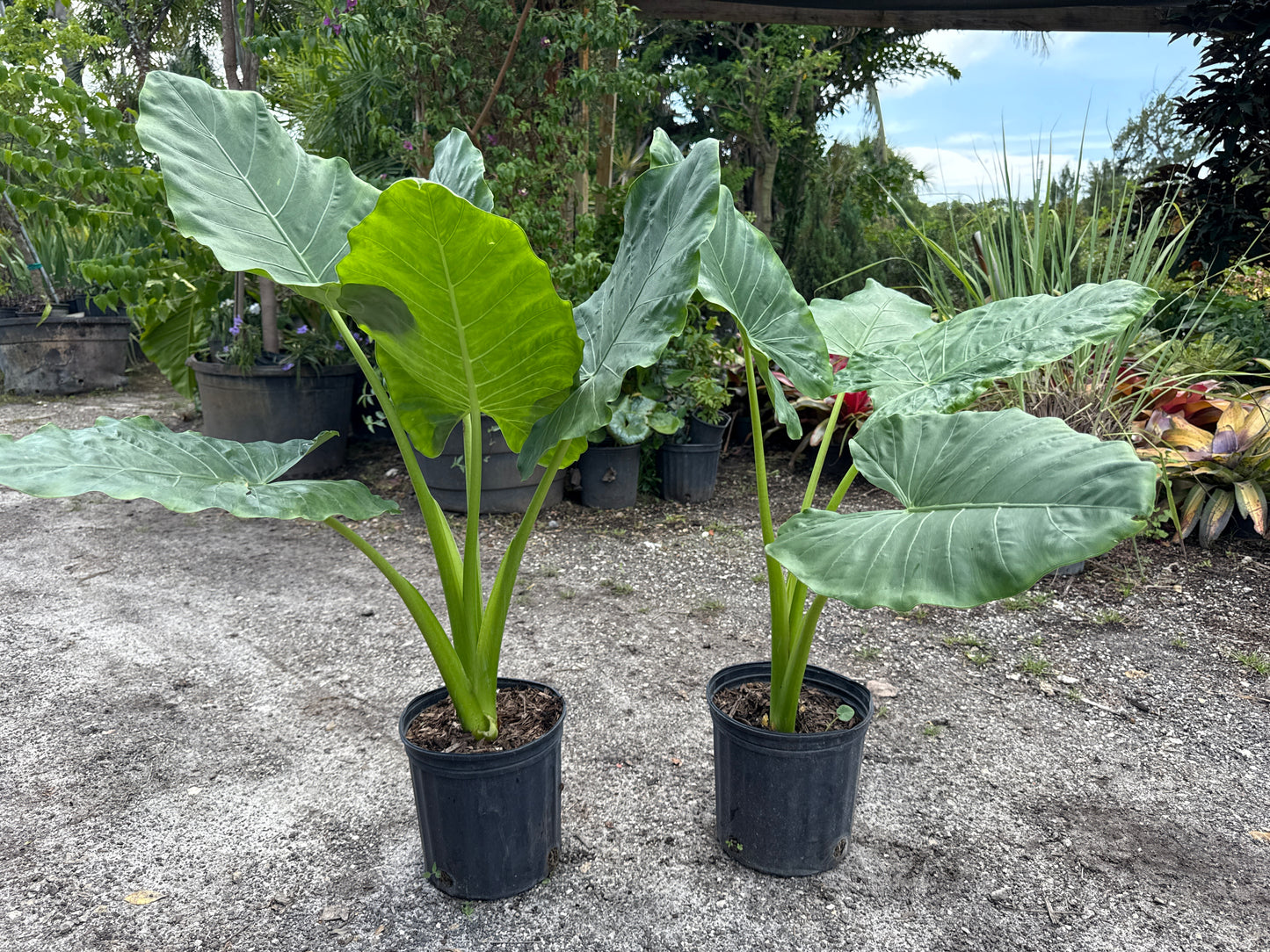 Alocasia (Elephant Ear)