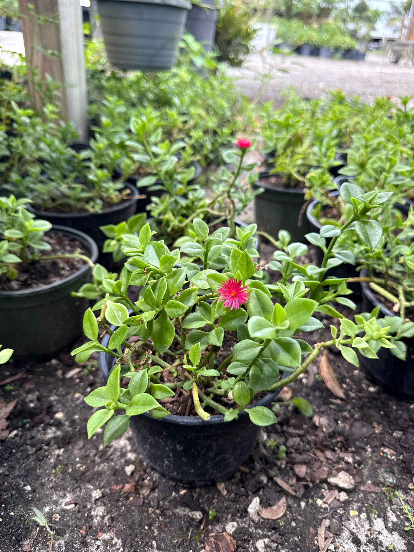 Baby Sun Rose