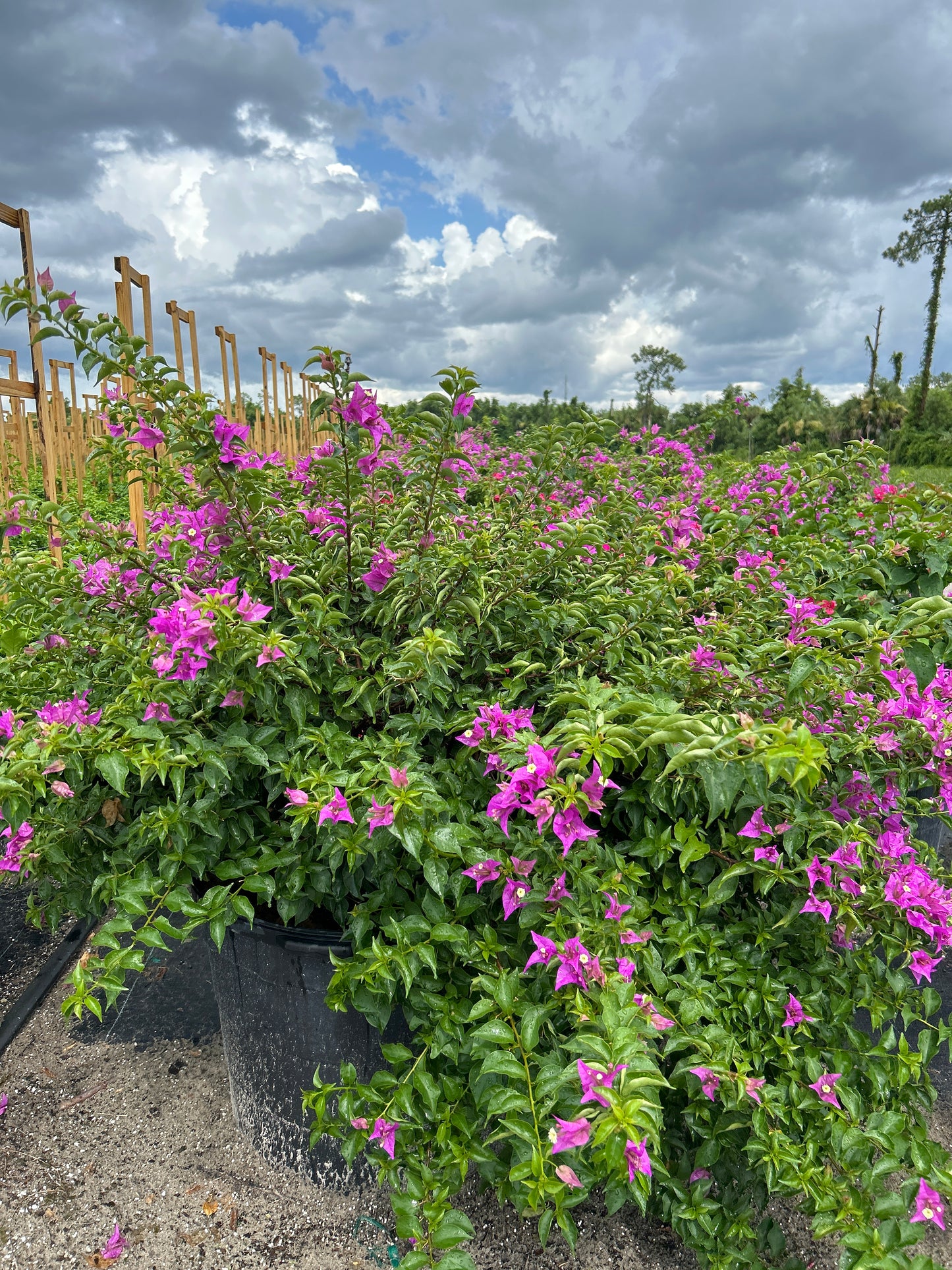 Bougainvillea Bush