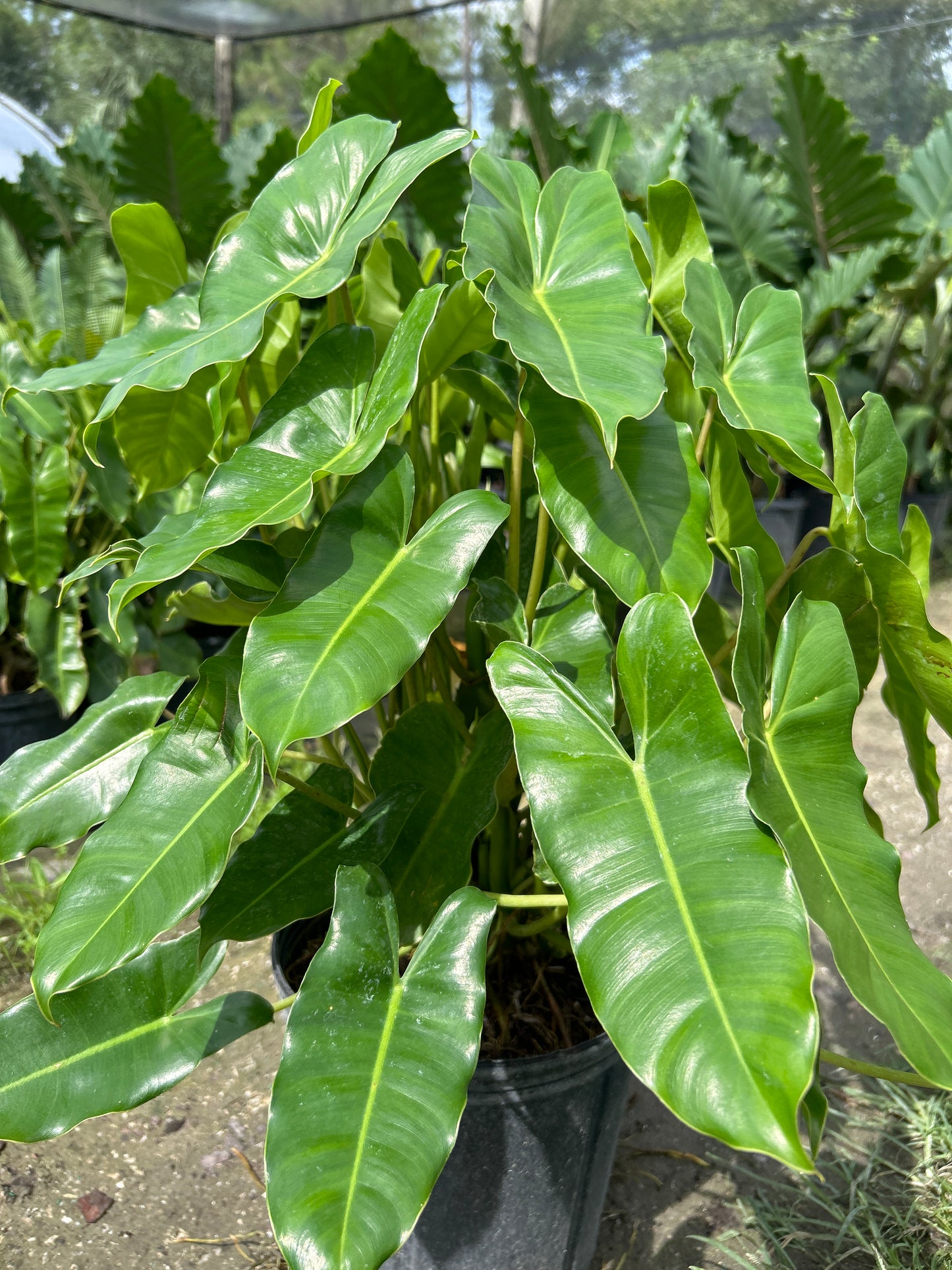 Burle marx