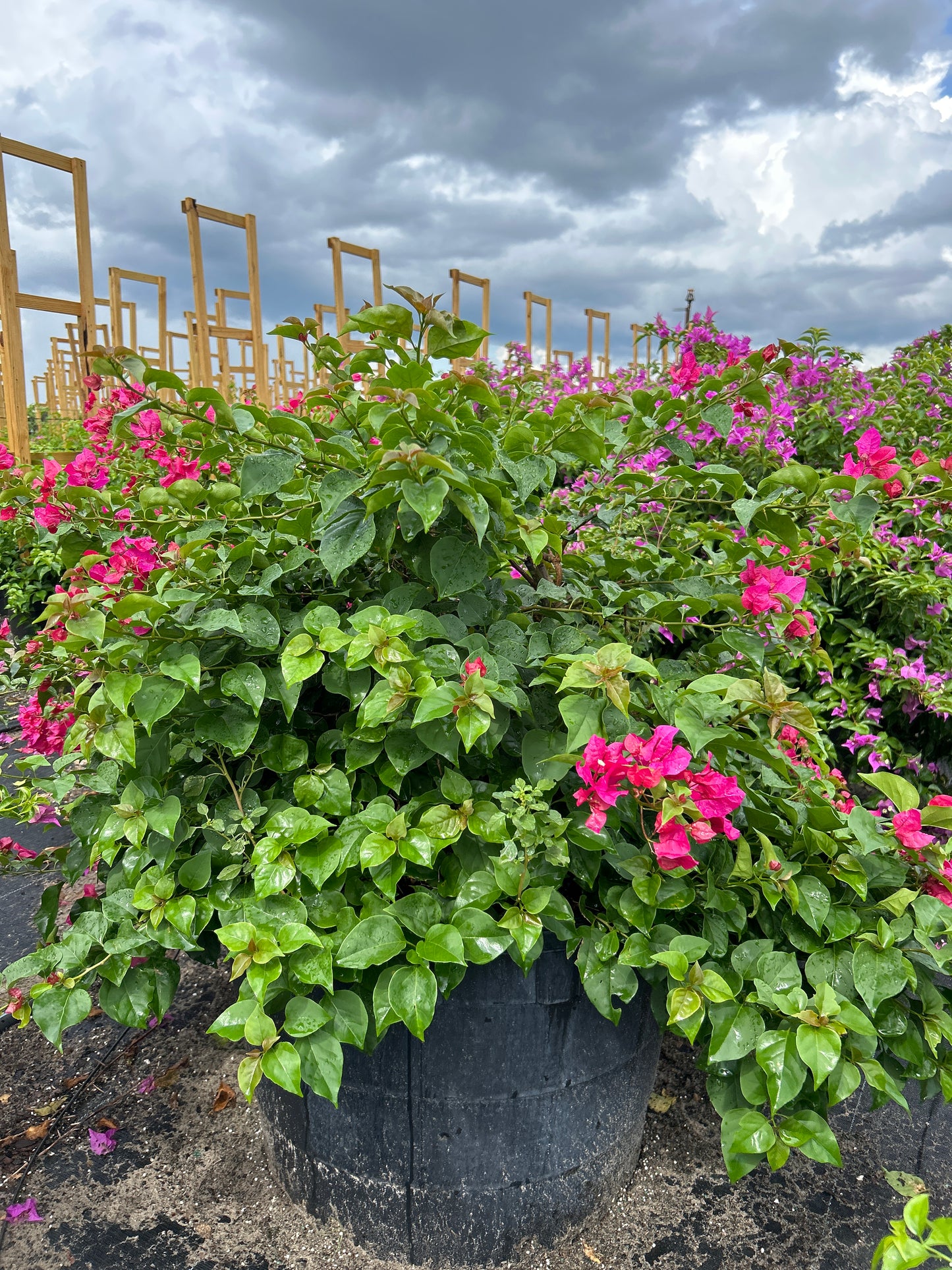 Bougainvillea Bush