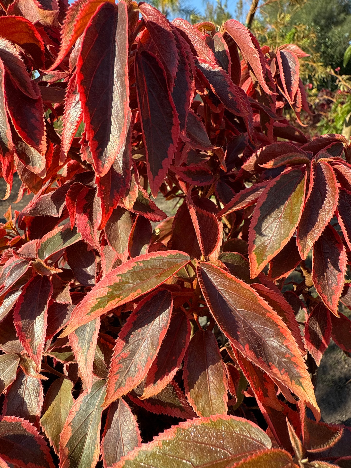 Copper Leaf/Dragon Leaf