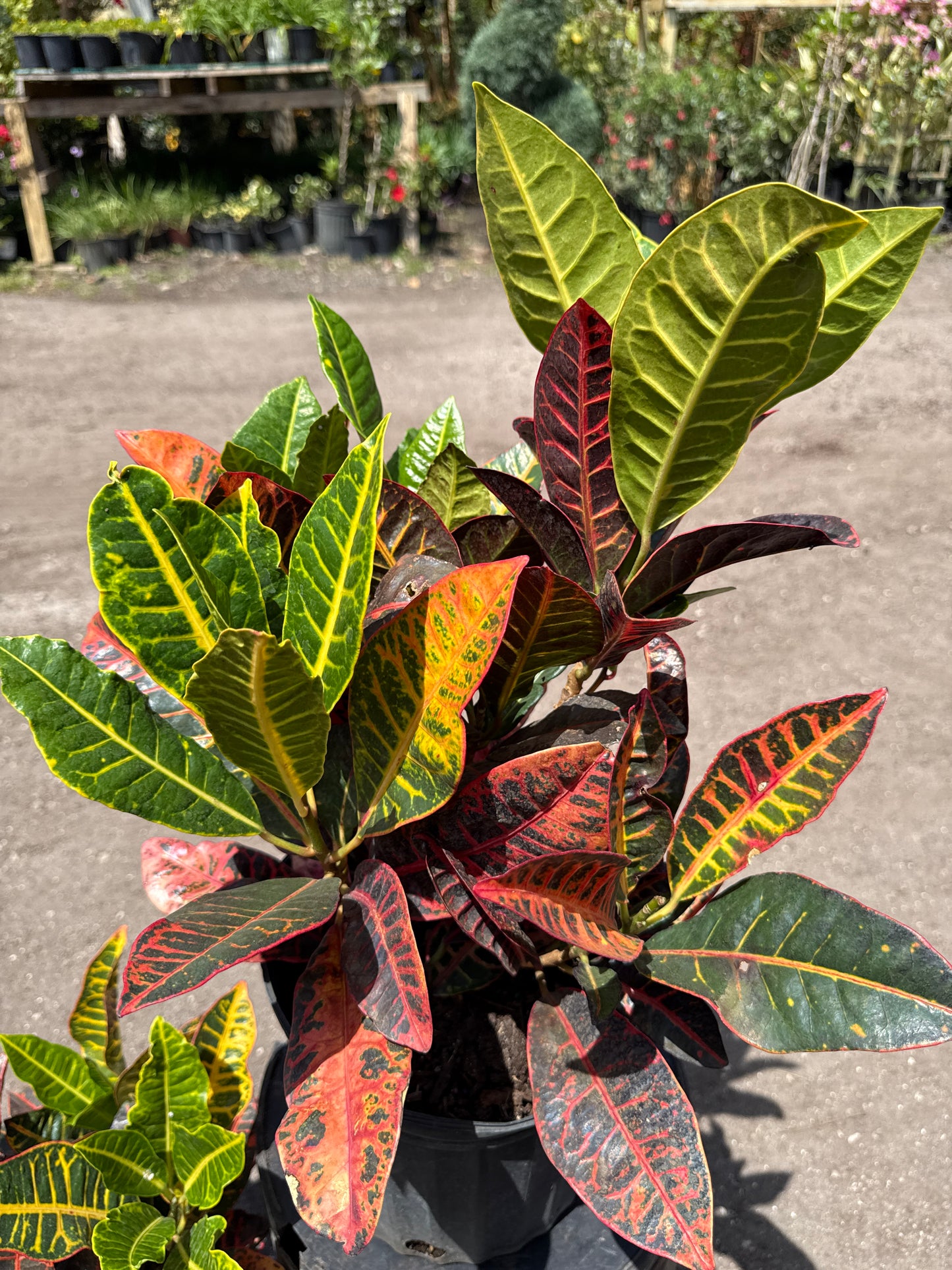 Croton Petra