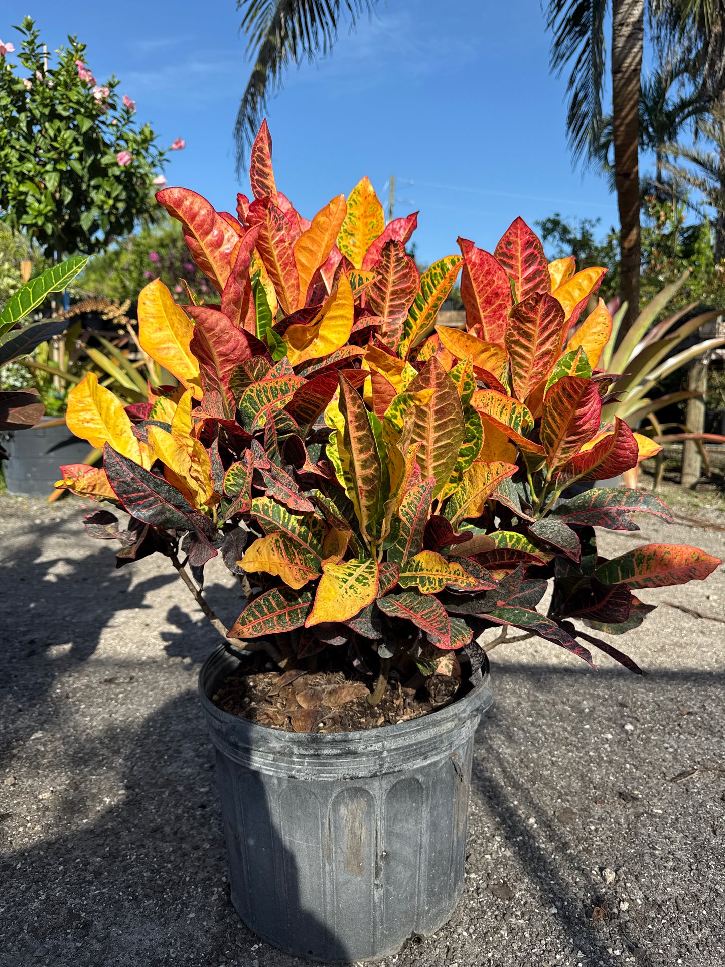 Croton Petra