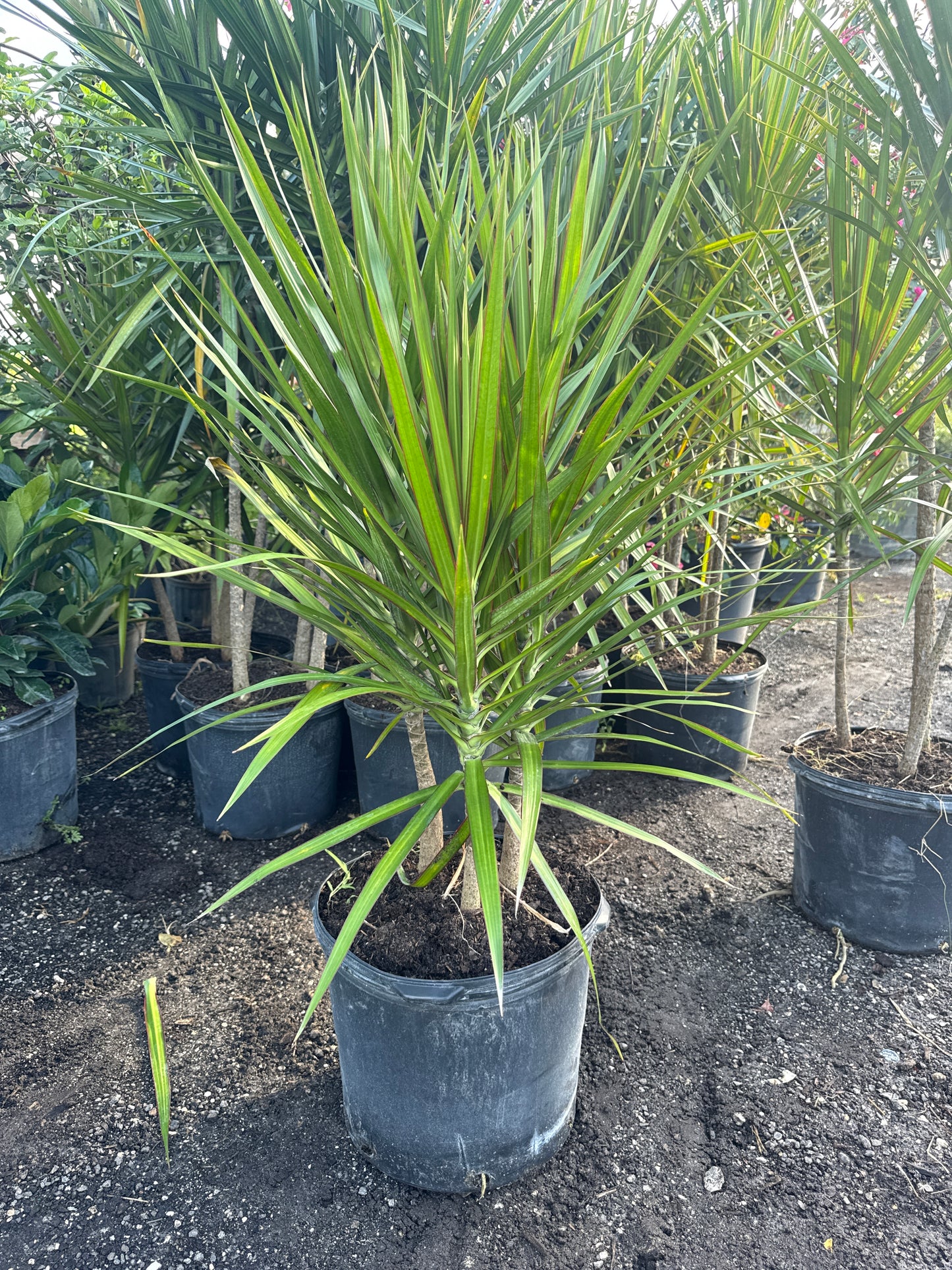 Dracaena