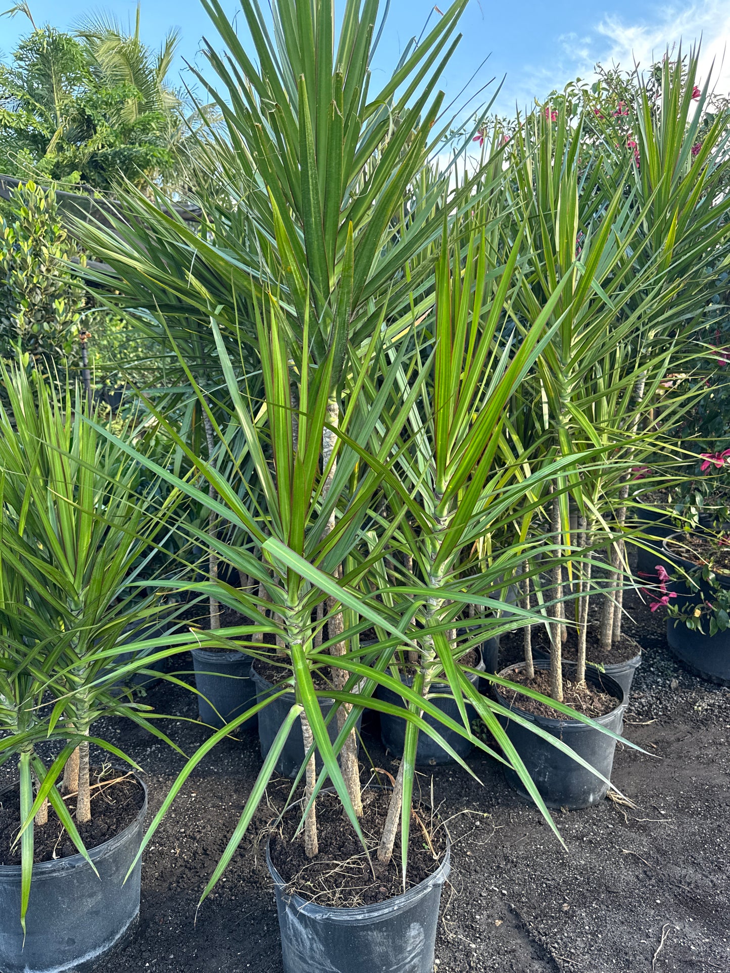 Dracaena
