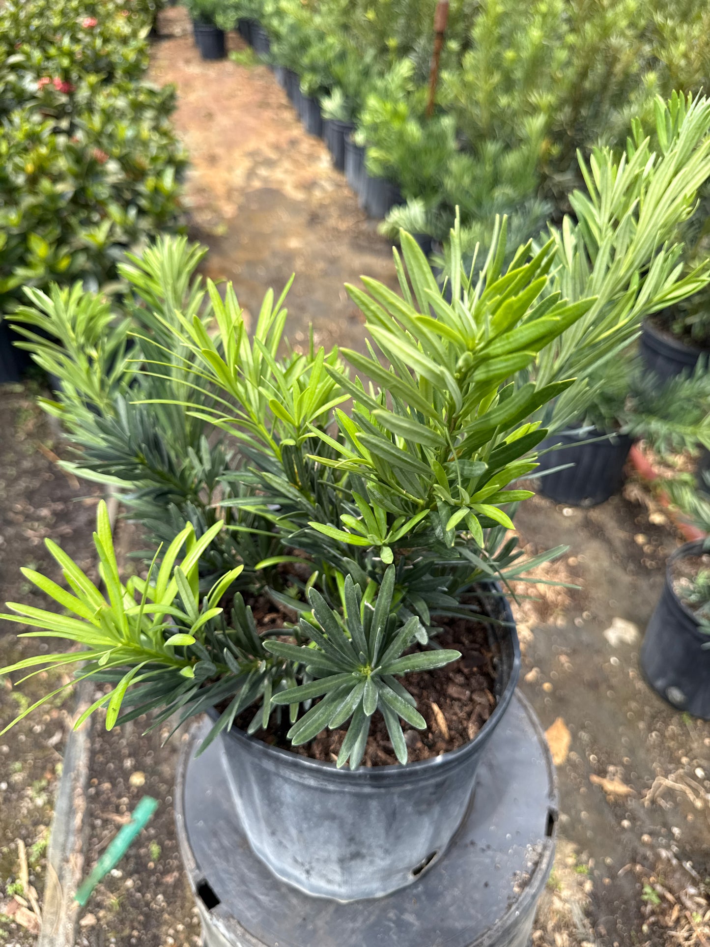 Dwarf Podocarpus (Pringles)