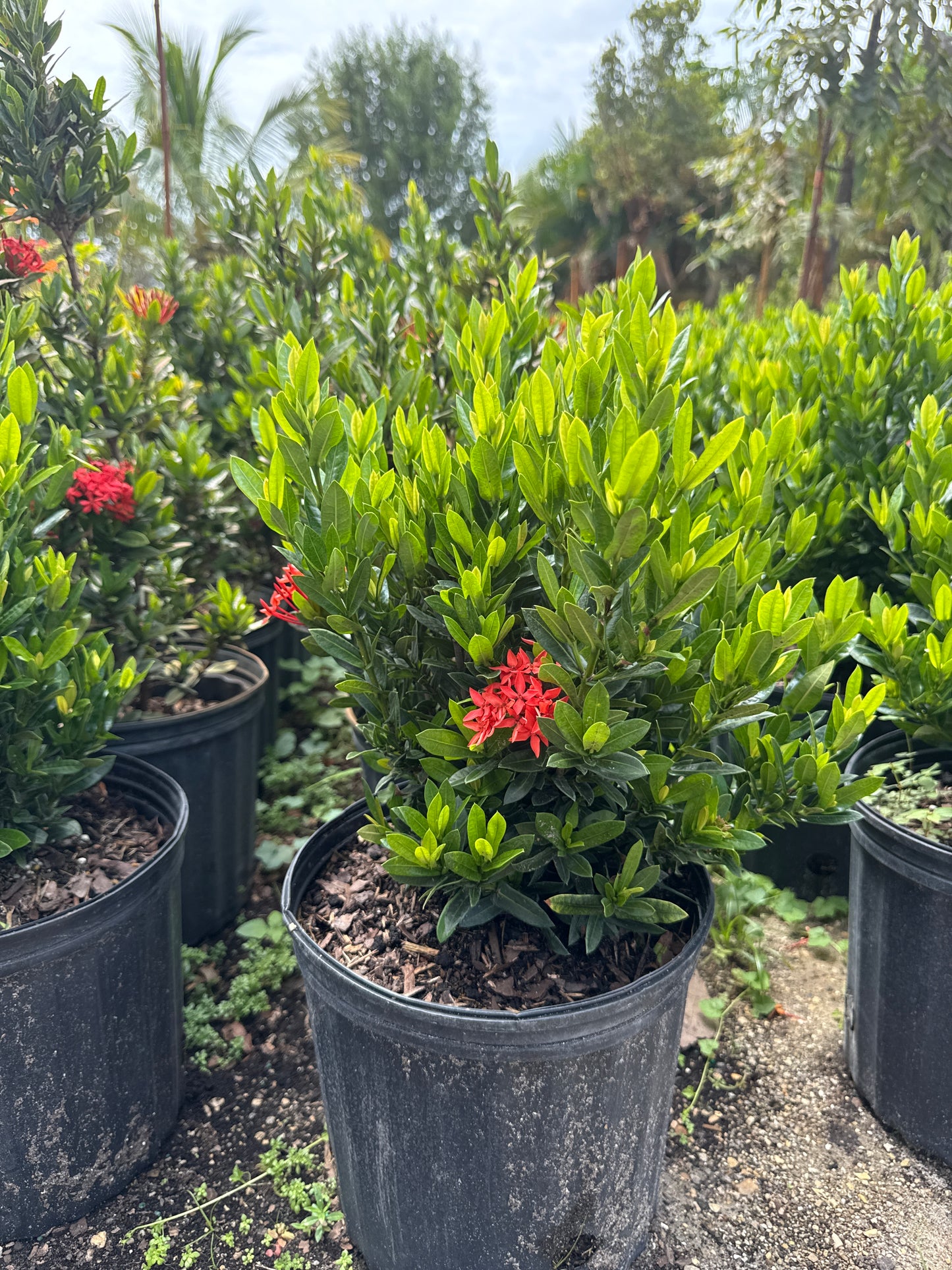 Dwarf Ixora