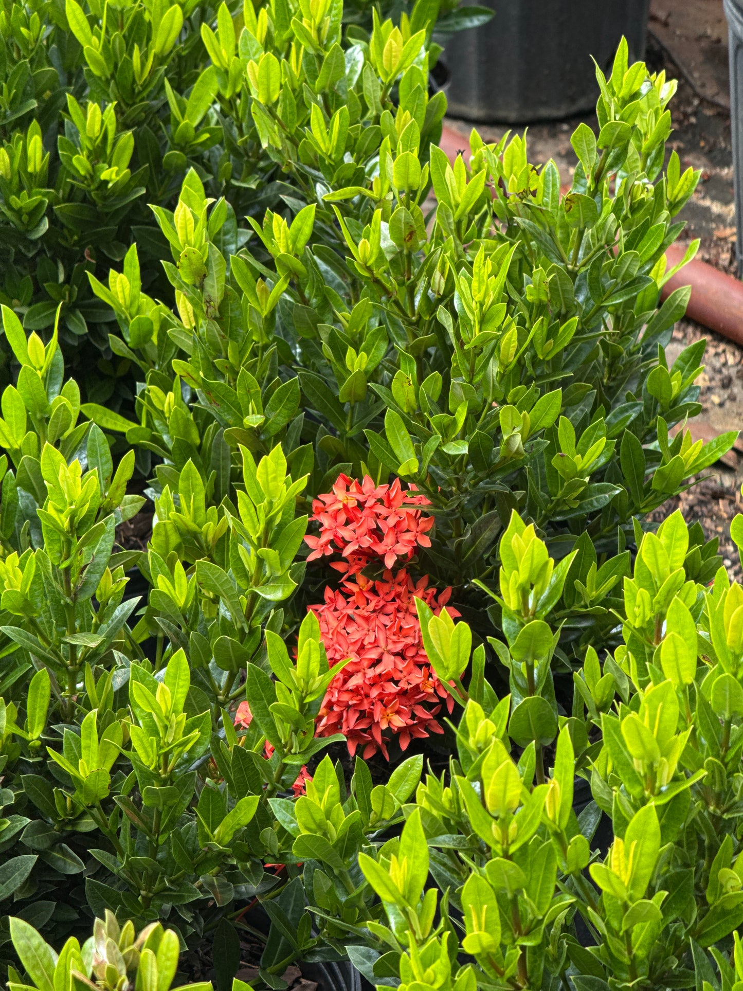 Dwarf Ixora