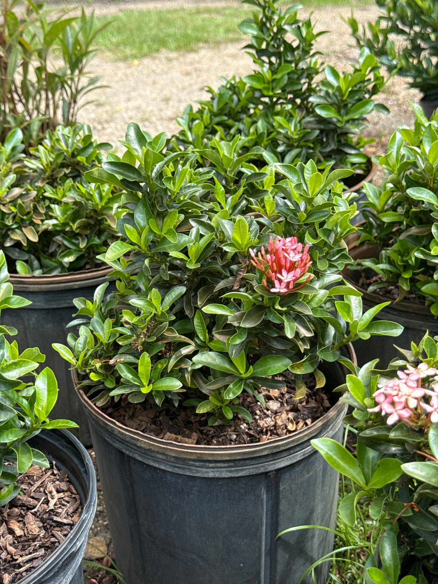 Dwarf Ixora