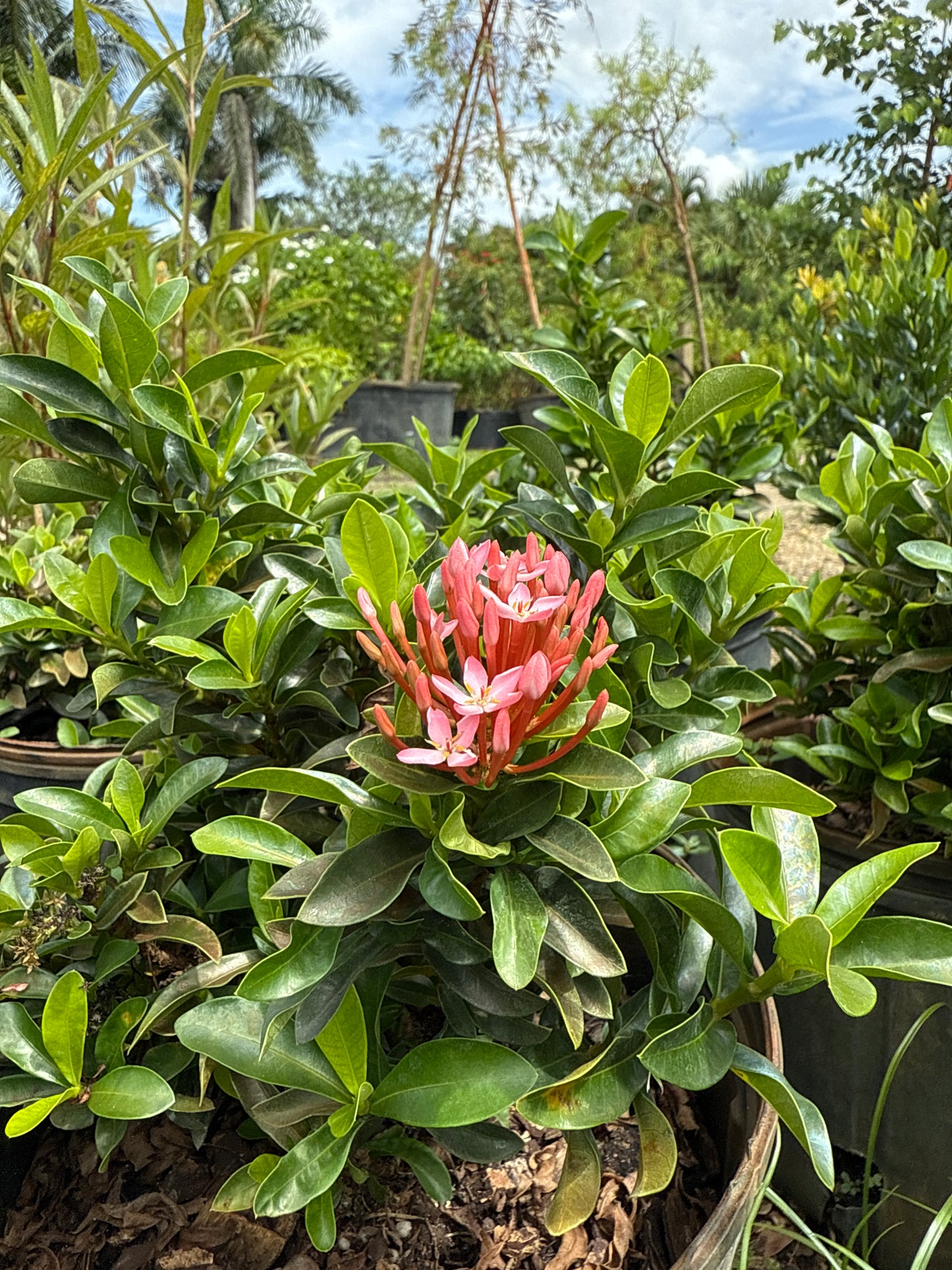 Dwarf Ixora