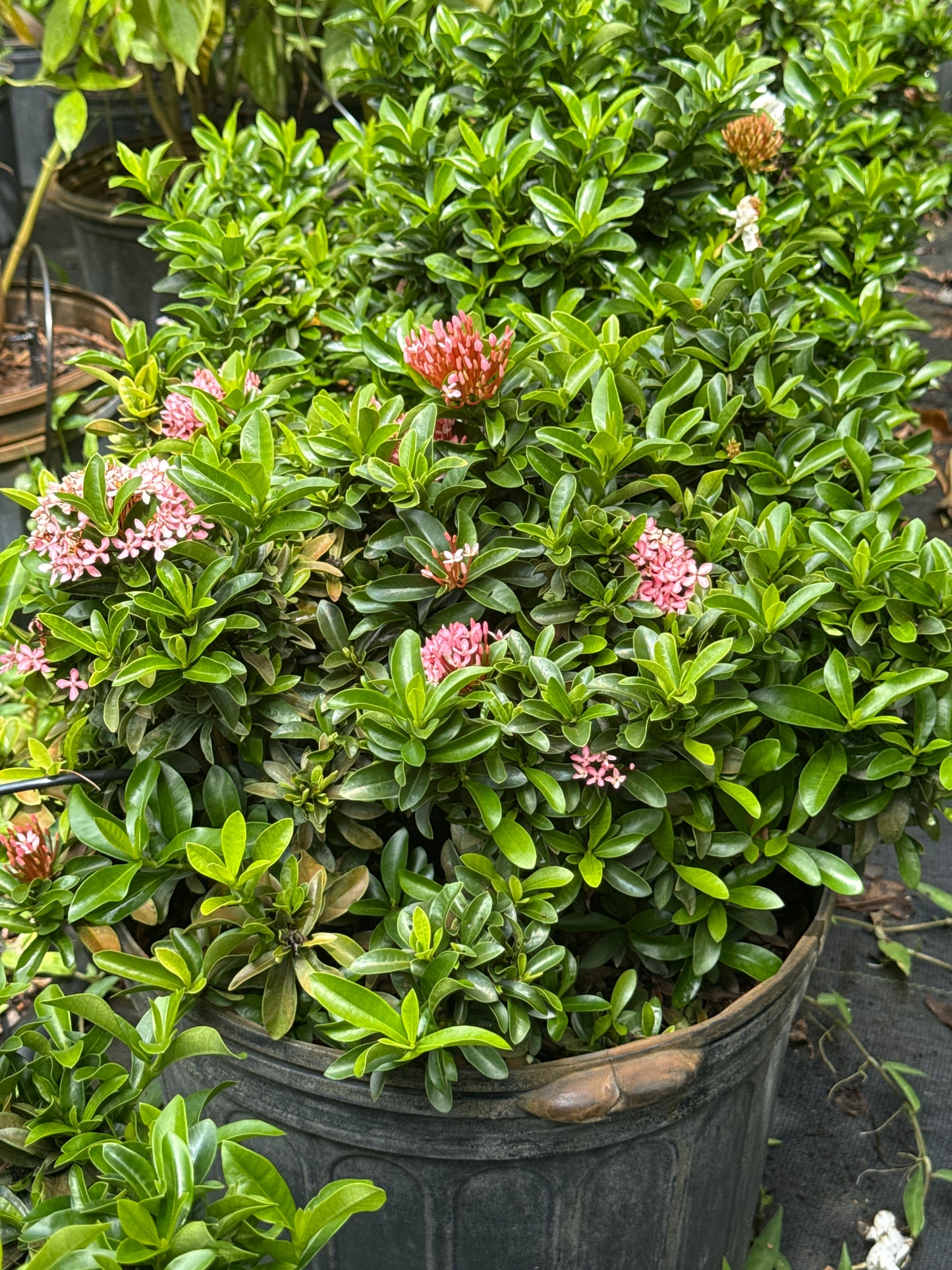 Dwarf Ixora