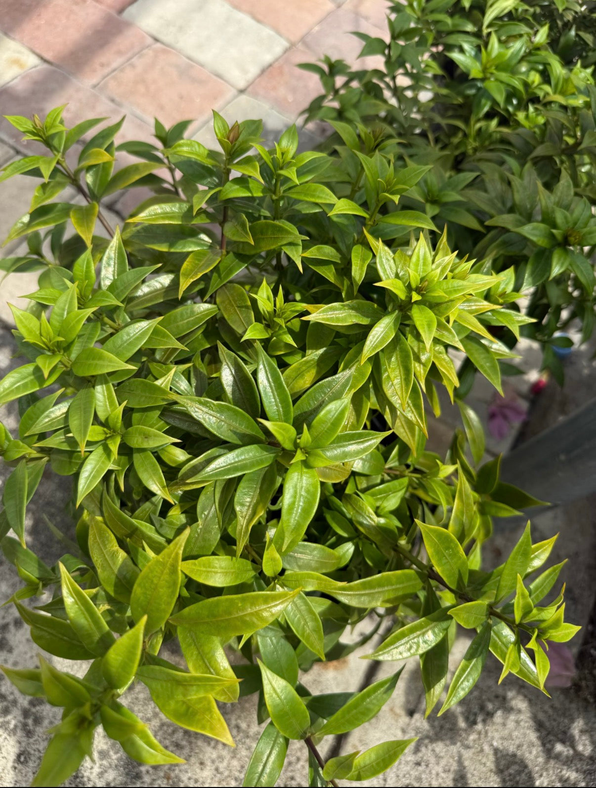 Dwarf Allamanda
