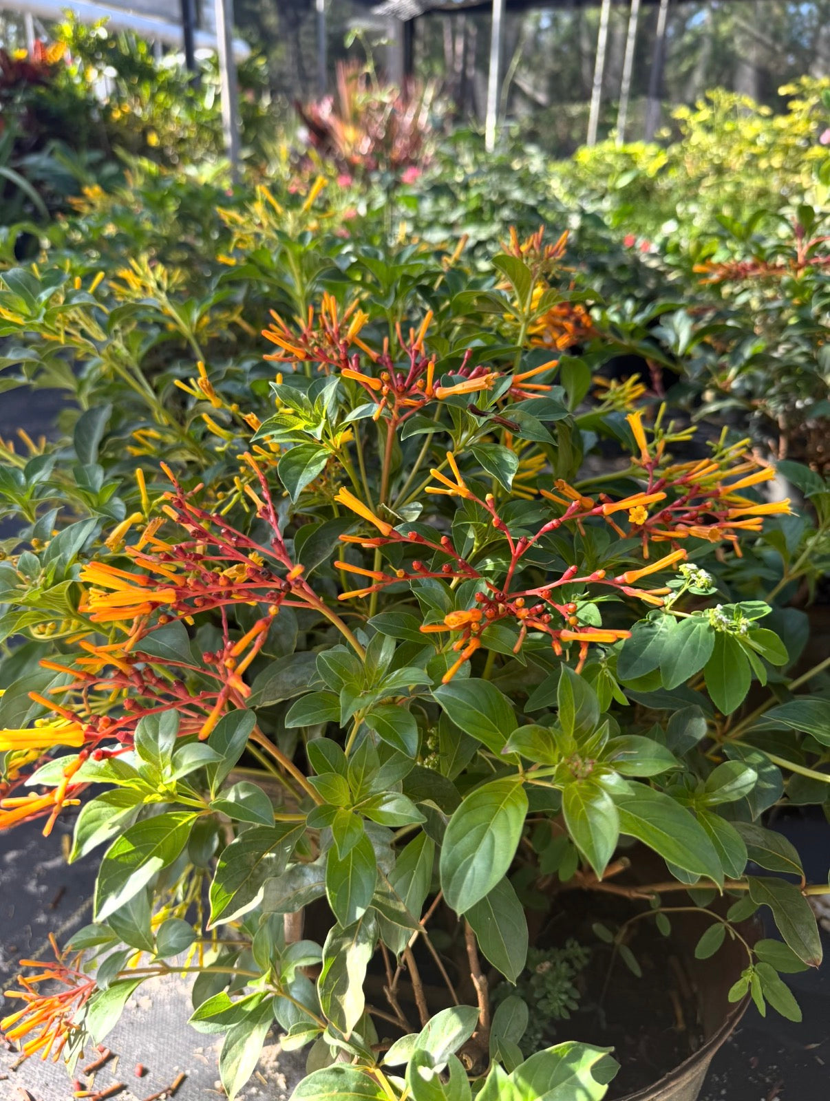 Fire Bush