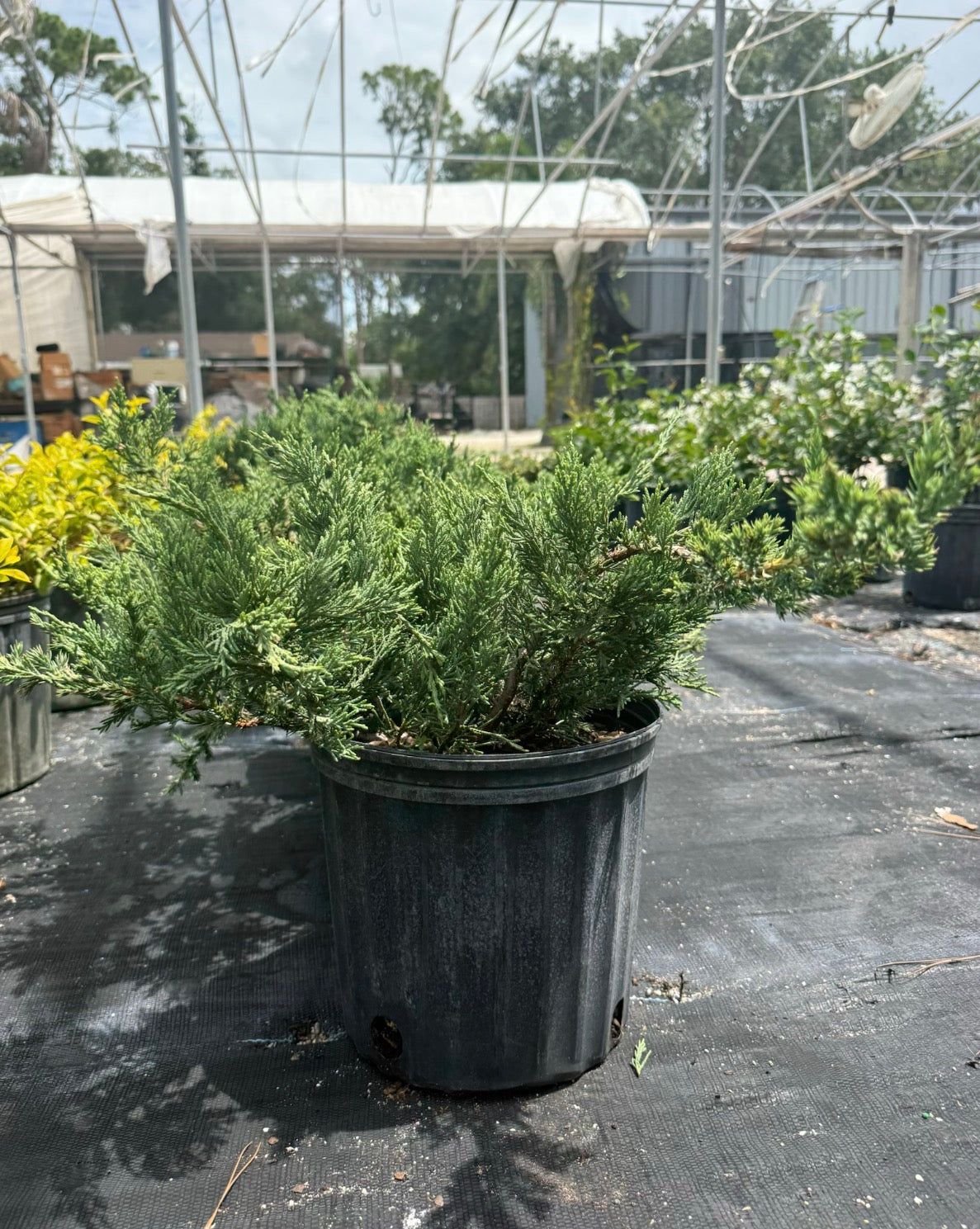 Juniper Parsonii