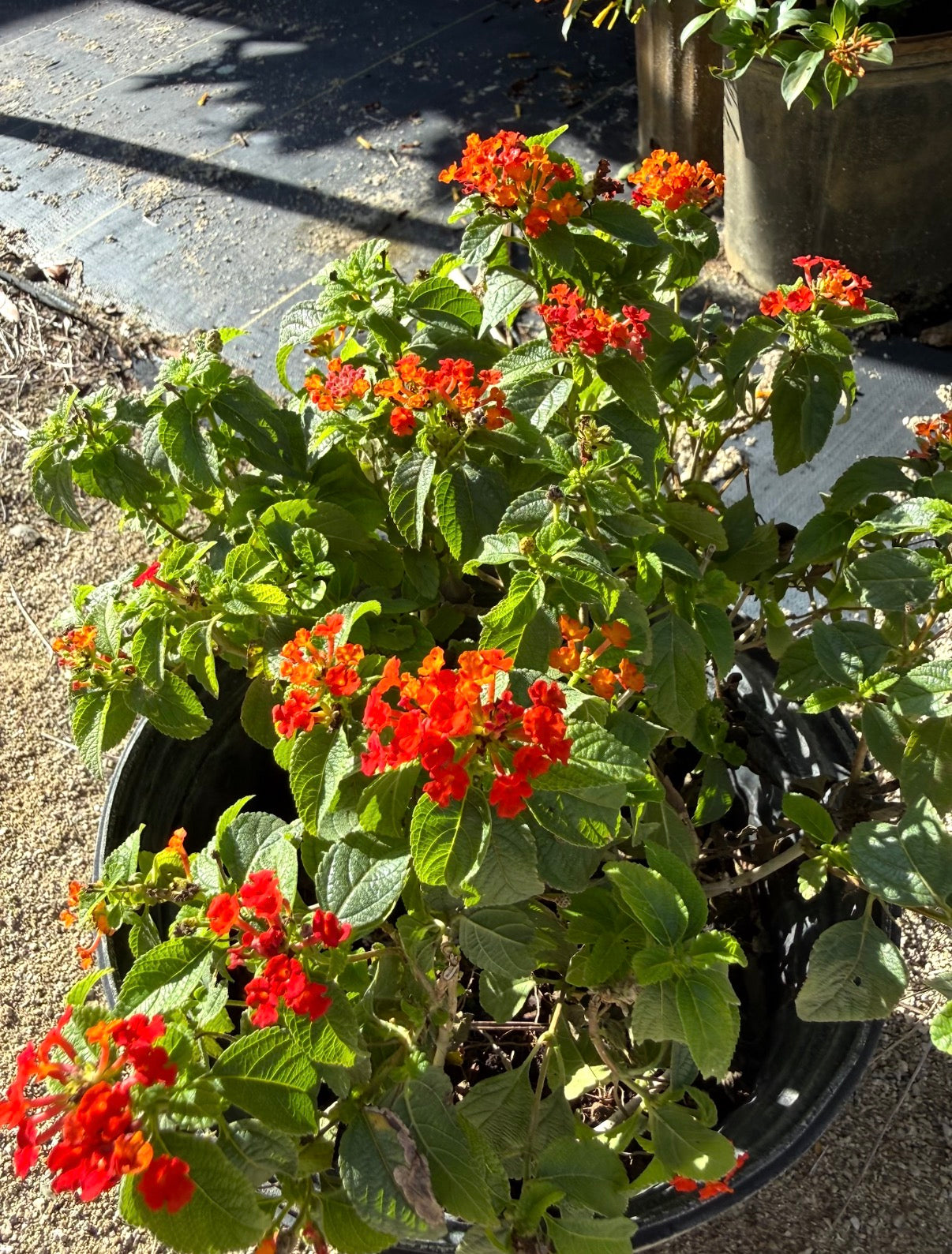 Lantana