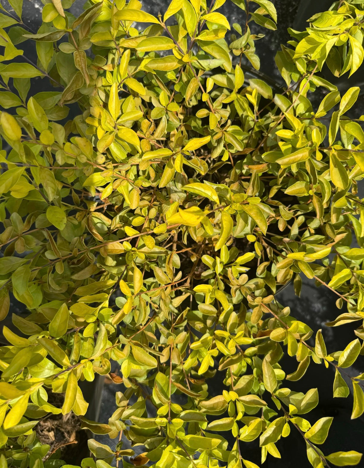 Gold Mound Duranta
