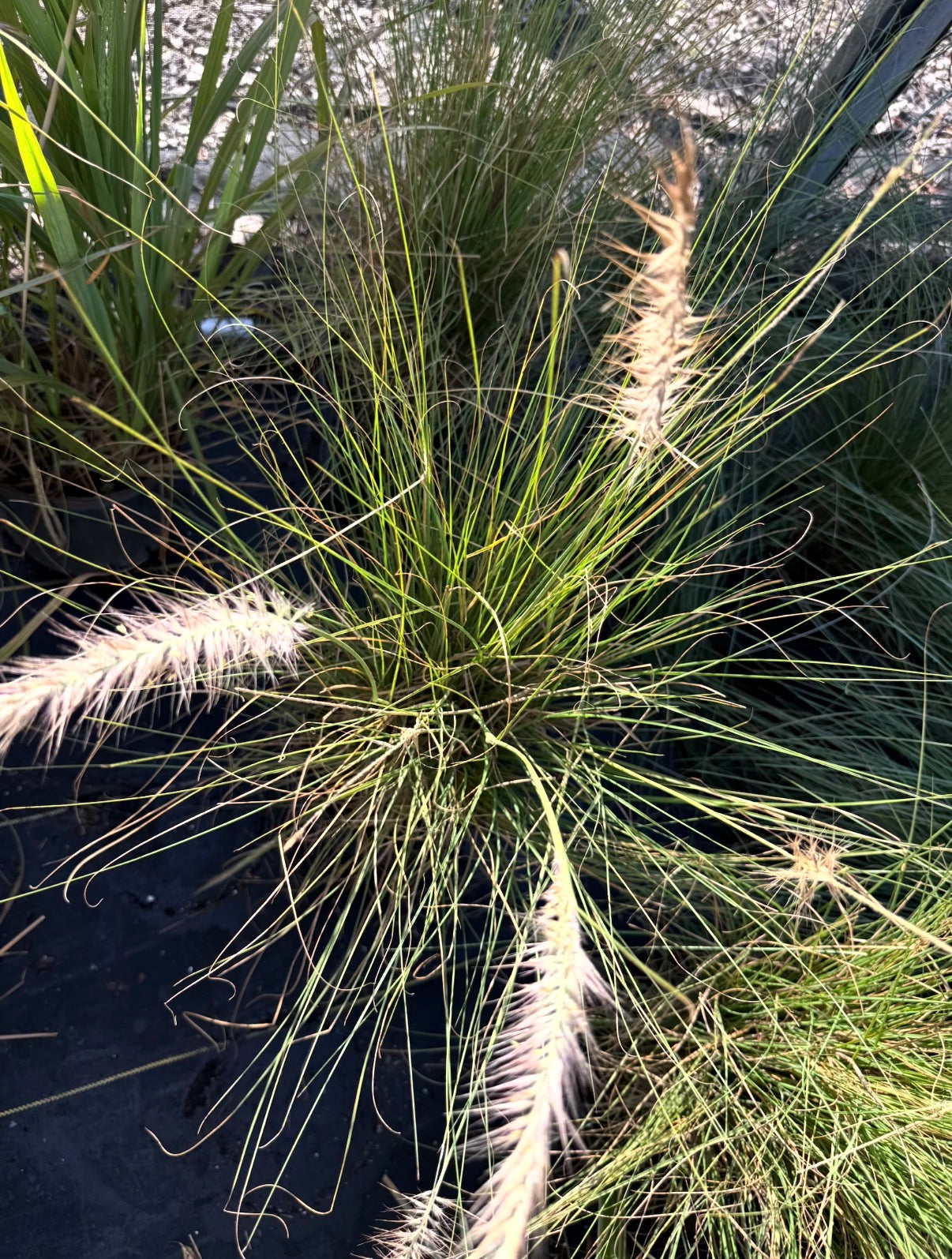Fountain Grass