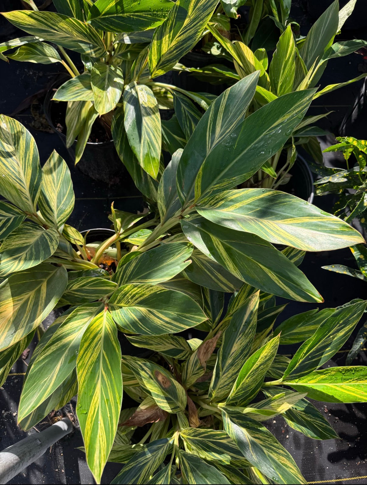 Ginger Variegated