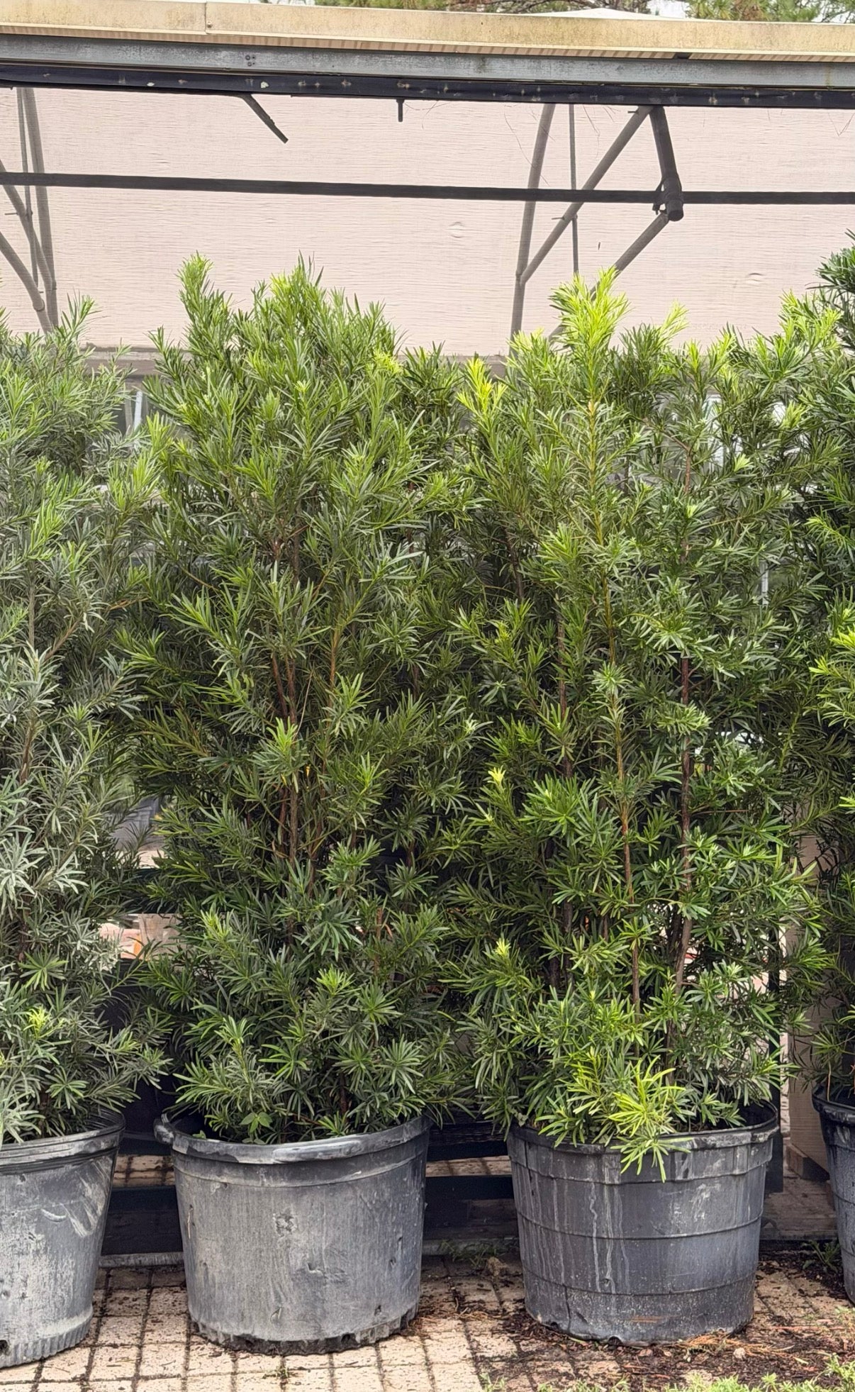 Podocarpus