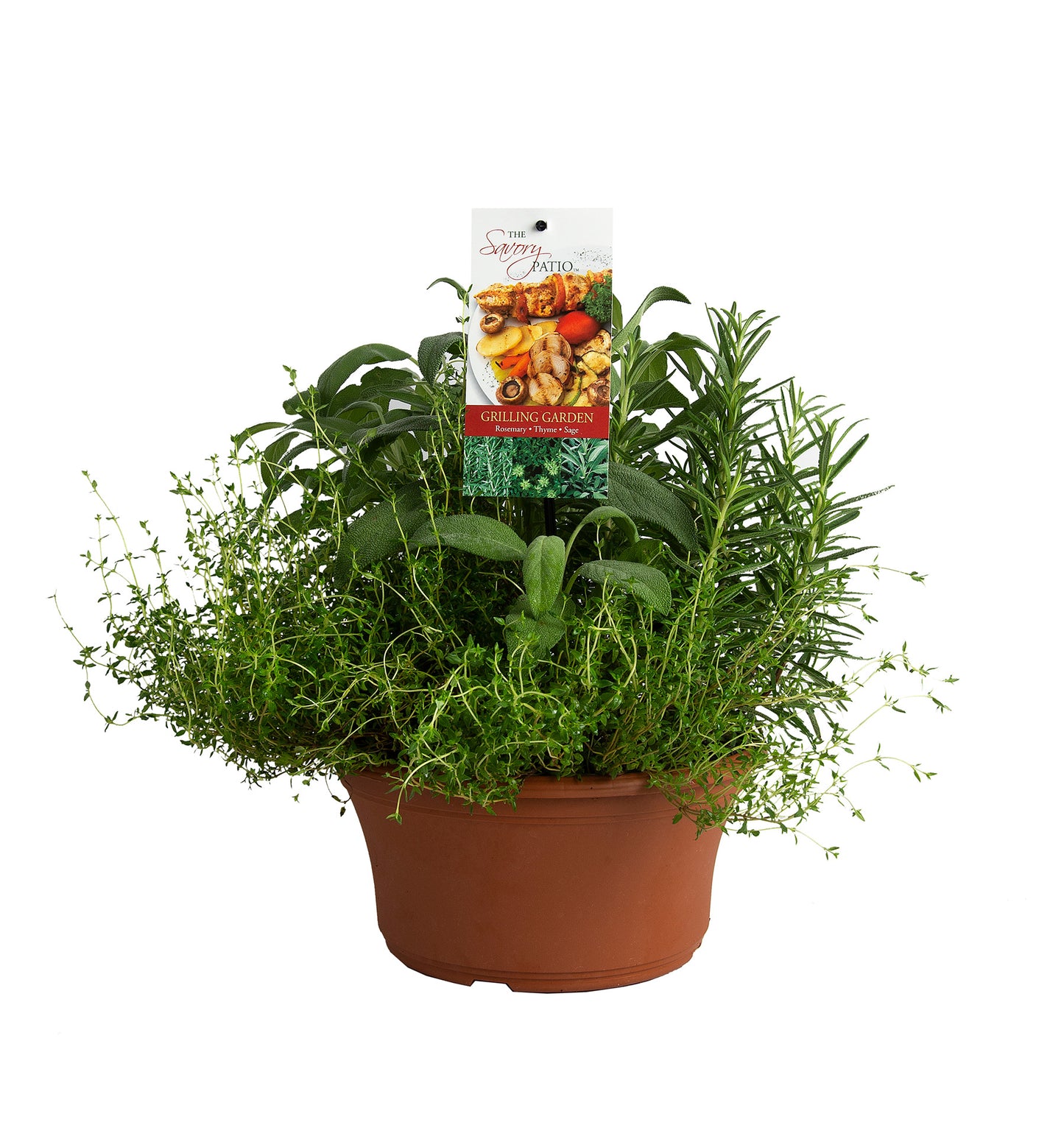 Herbs Basket/ Garden