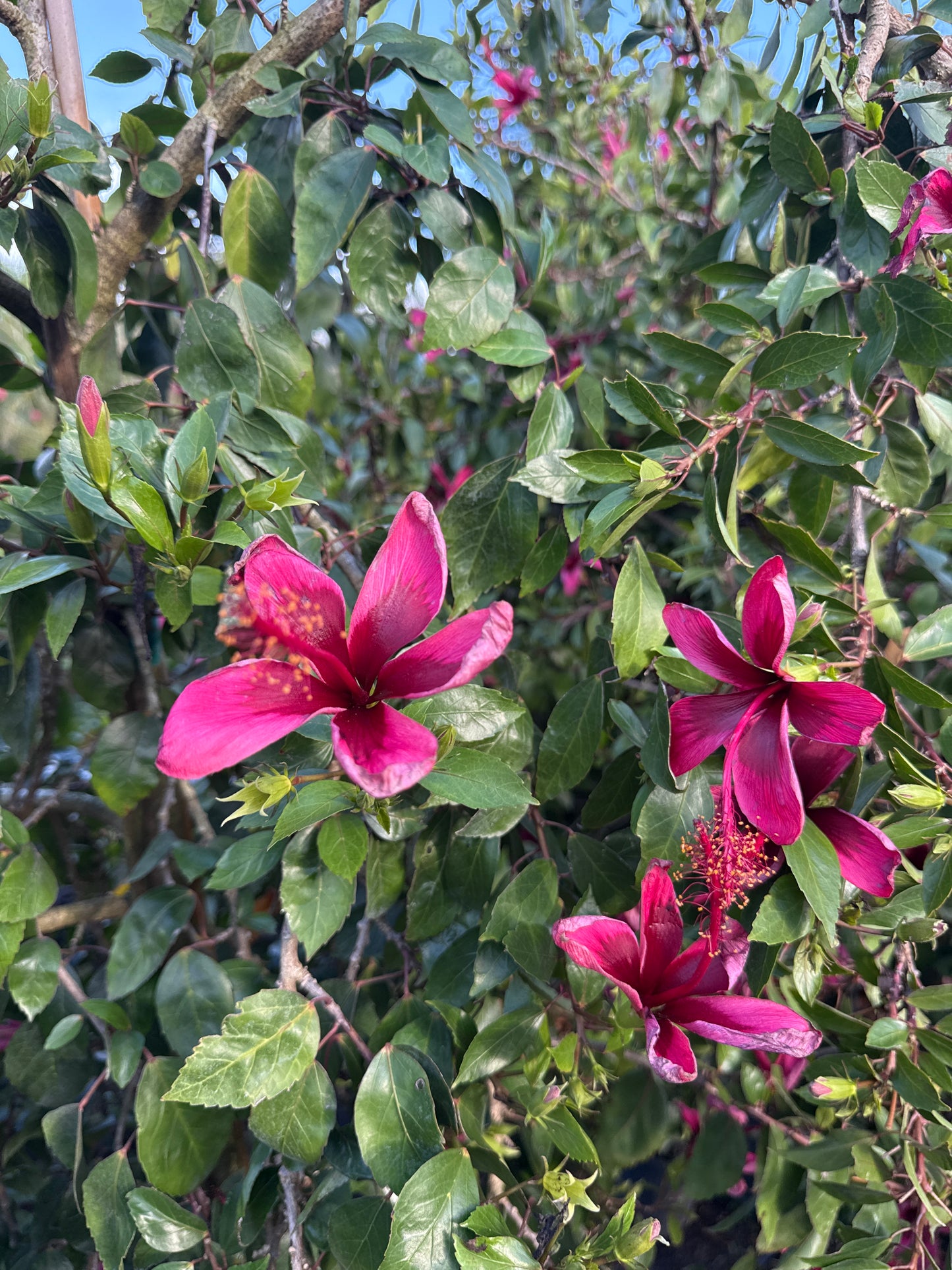 Hibiscus Tree