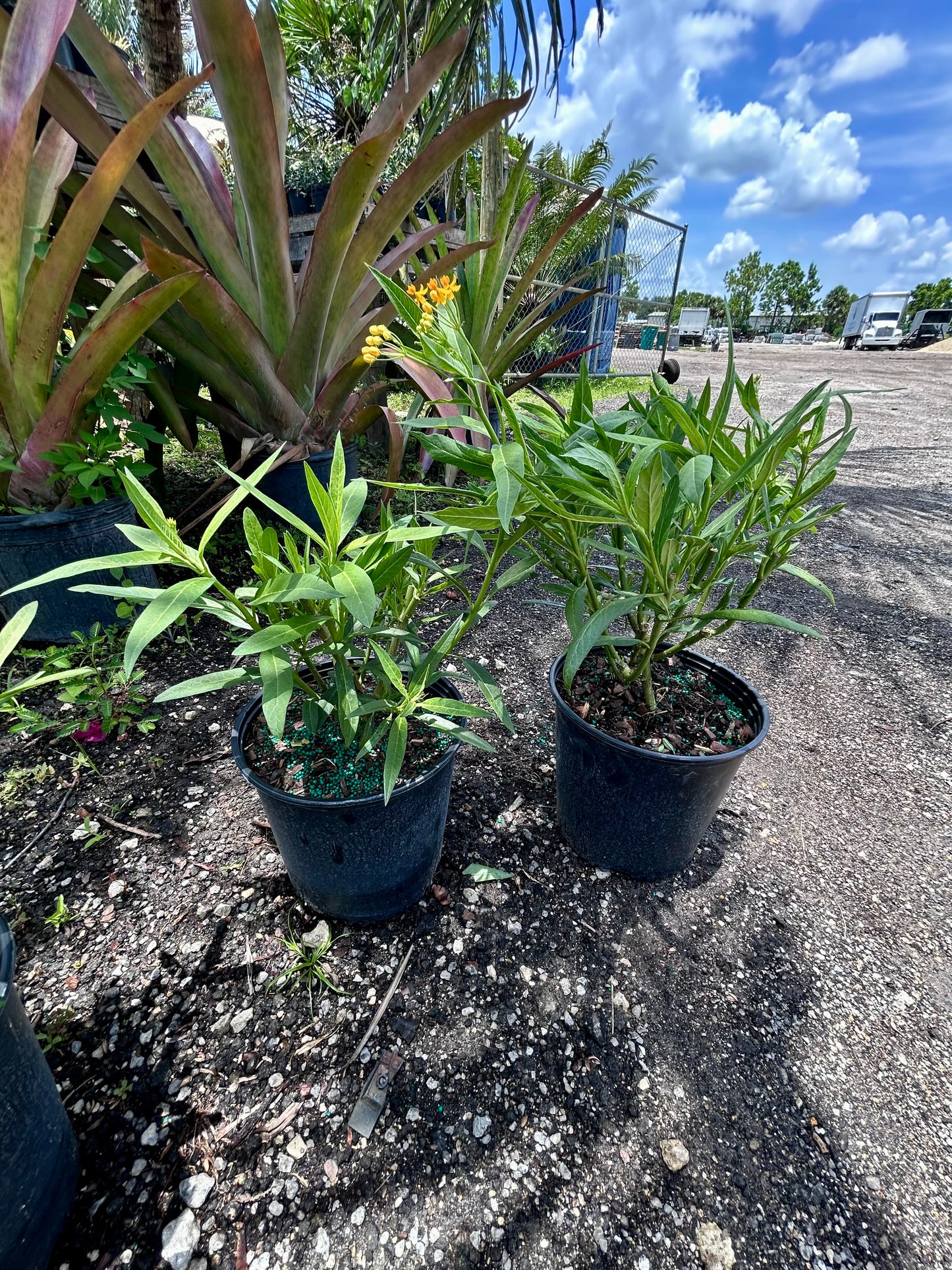 Yellow Tropical Milkweed (Asclepias curassavica ‘Yellow’)
