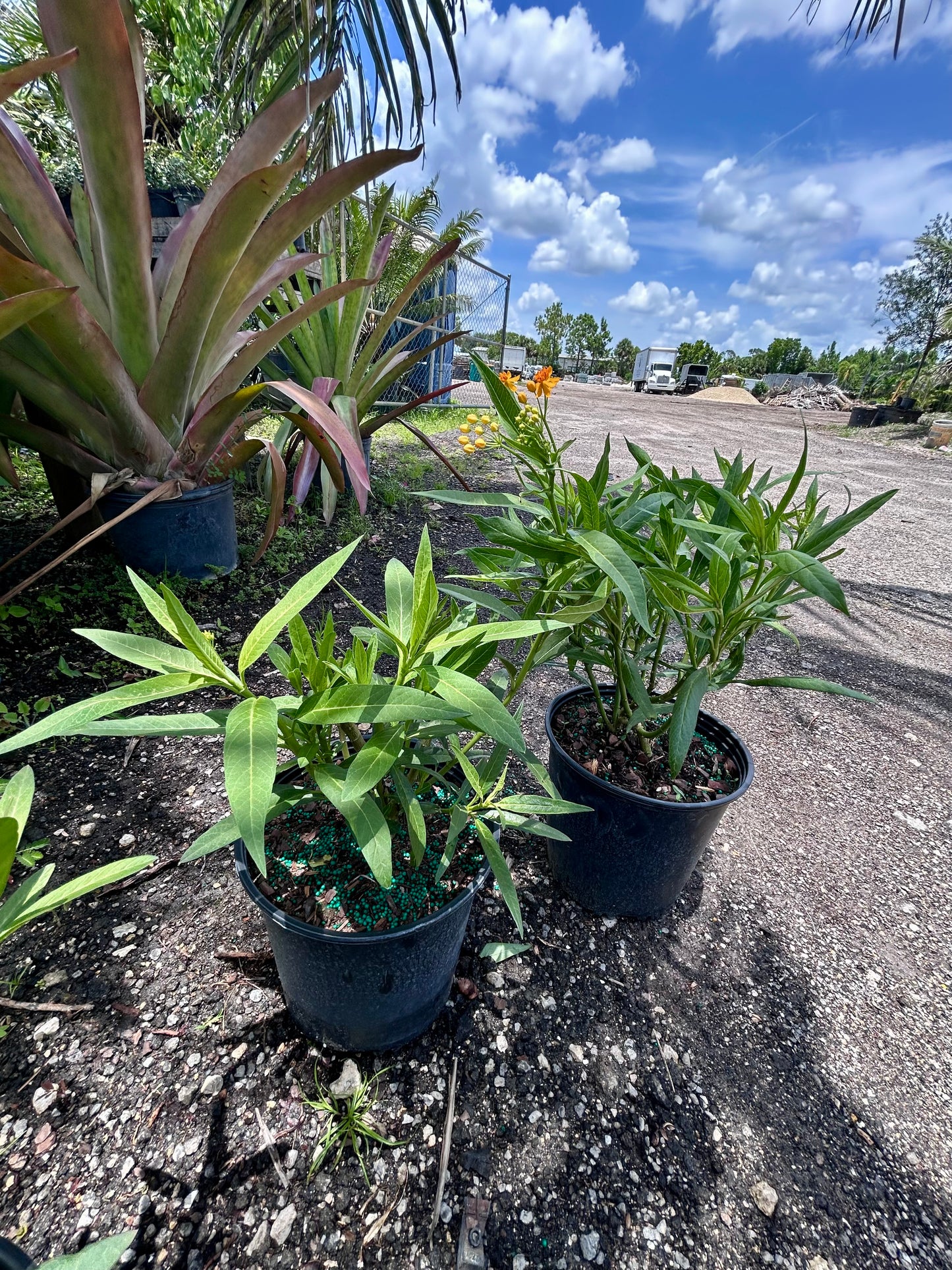 Yellow Tropical Milkweed (Asclepias curassavica ‘Yellow’)