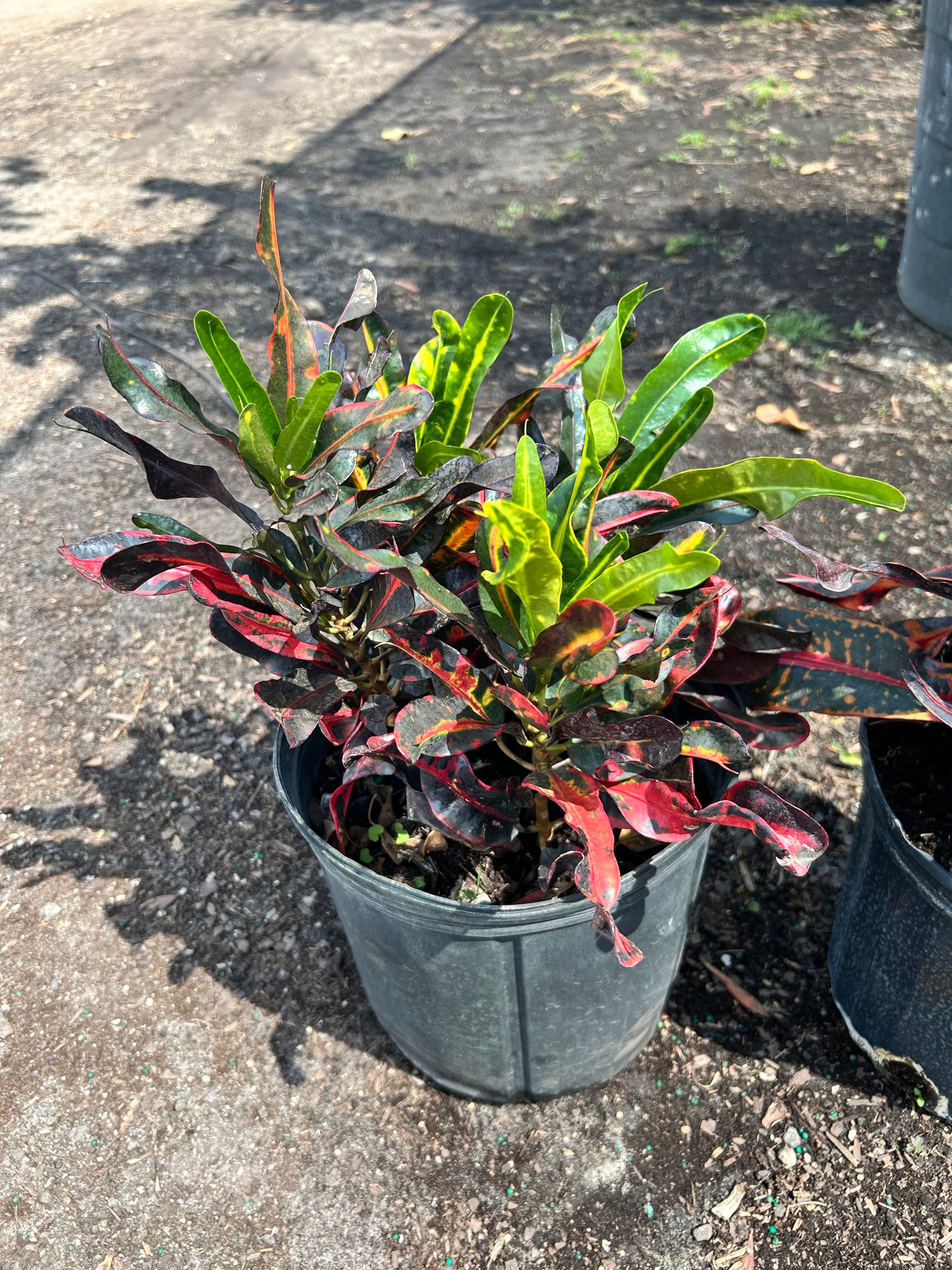 Croton Mammy