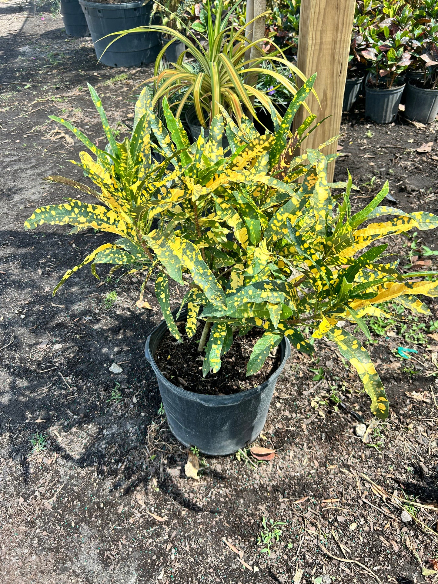 Sloppy Painter Croton