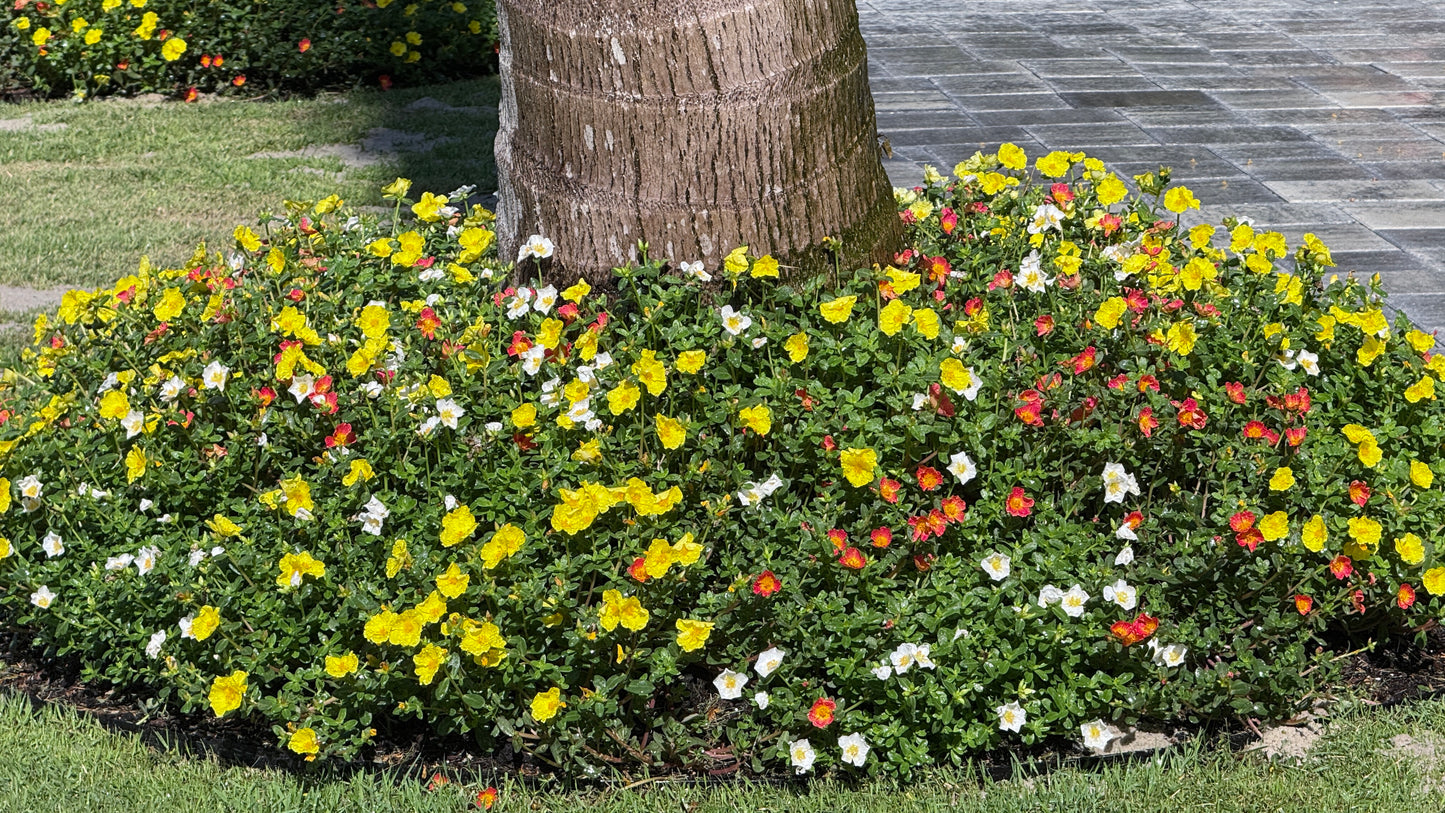 Purslane