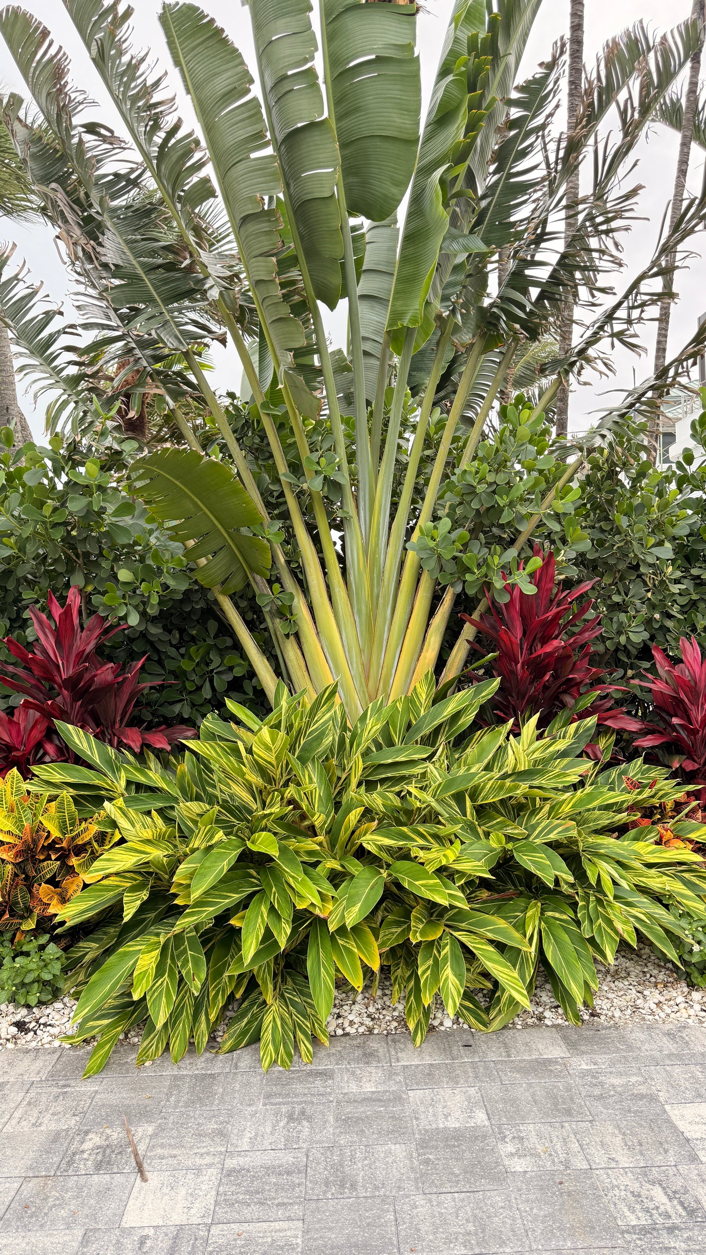 Ginger Variegated