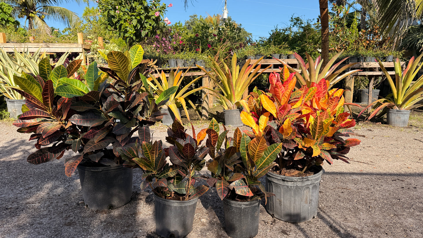 Croton Petra