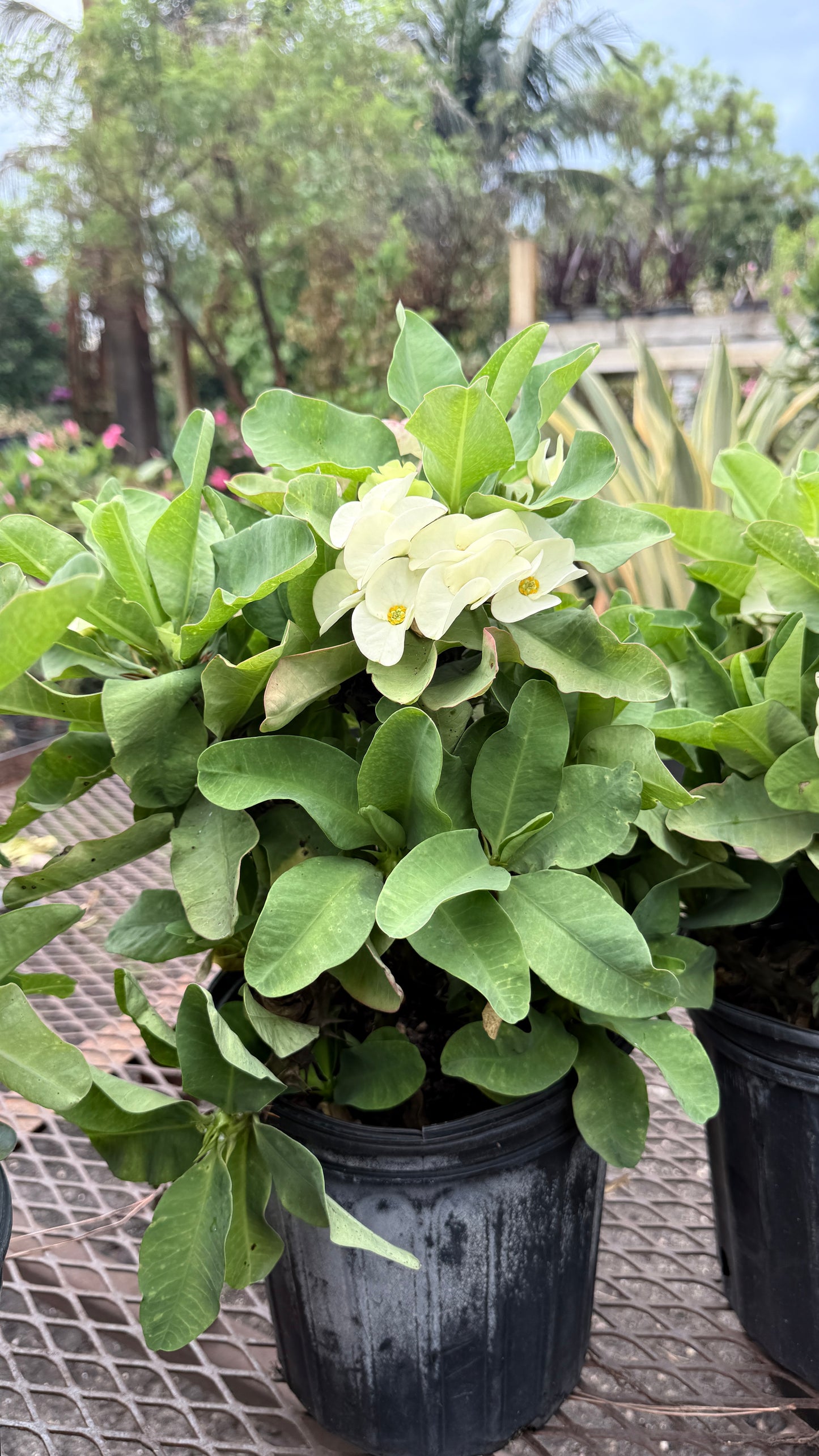Crown of Thorns ‘Big Rose’