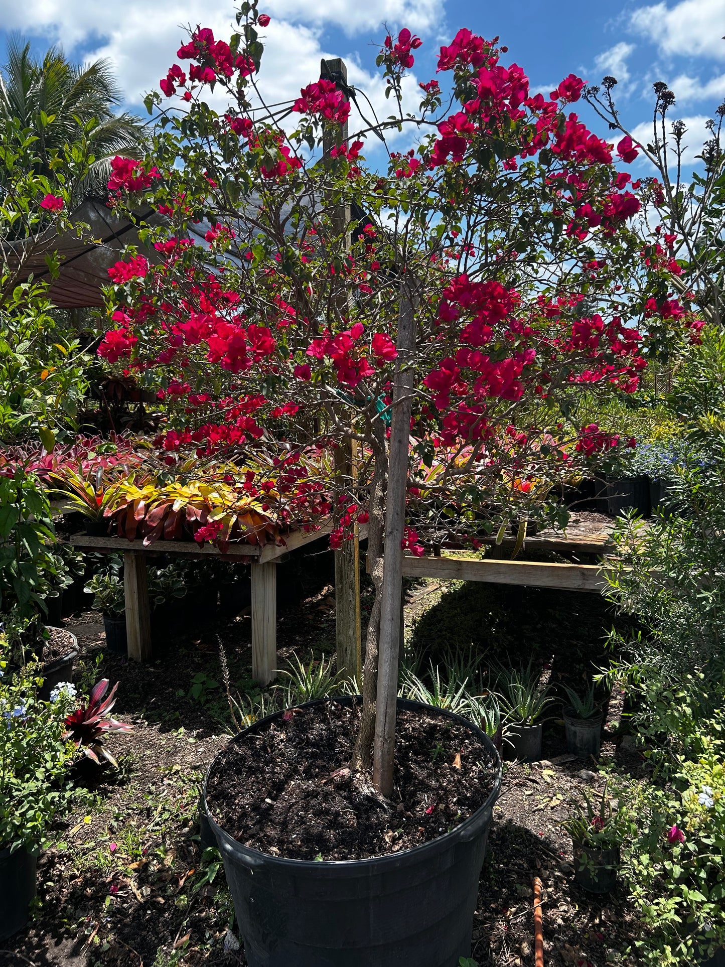 Bougainvillea Tree