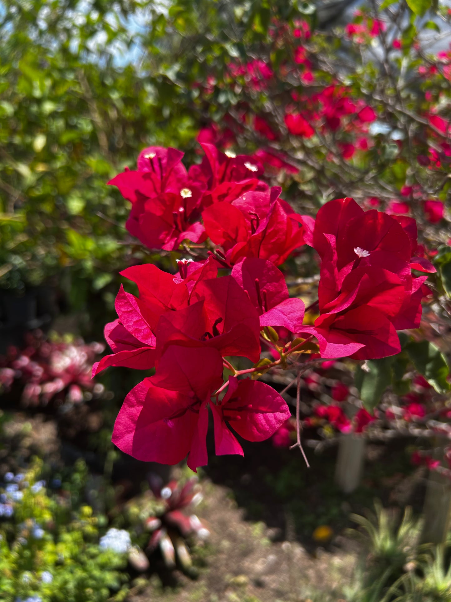 Bougainvillea Tree
