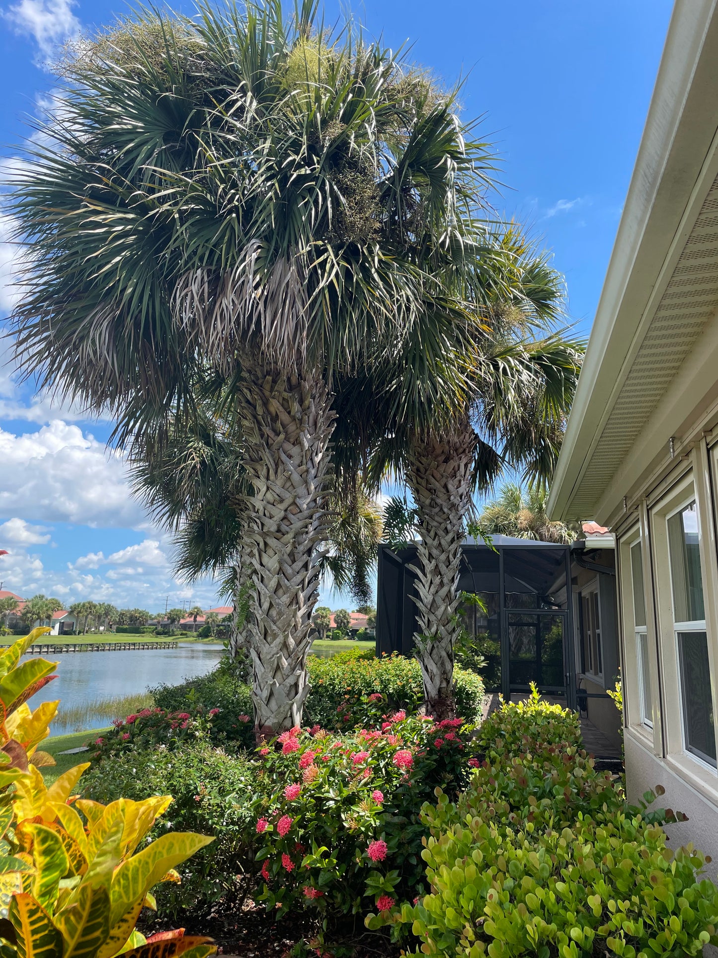 Cabbage palms