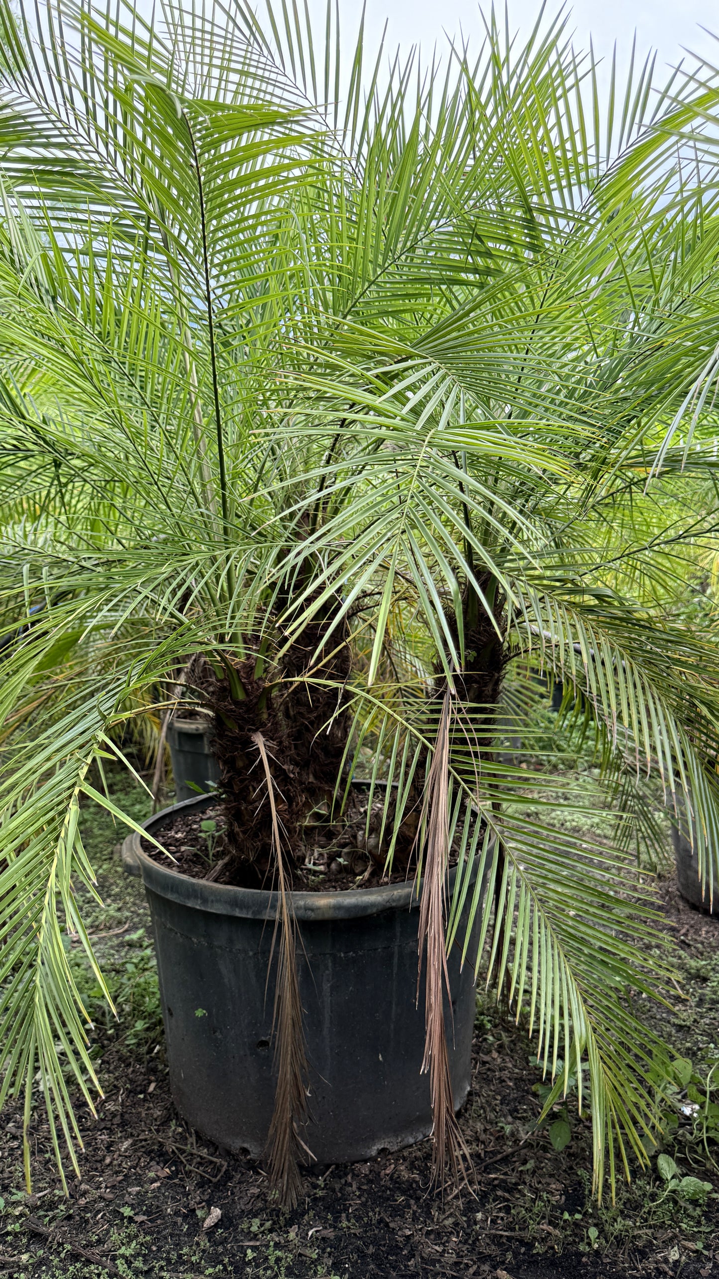 Robellini Palm