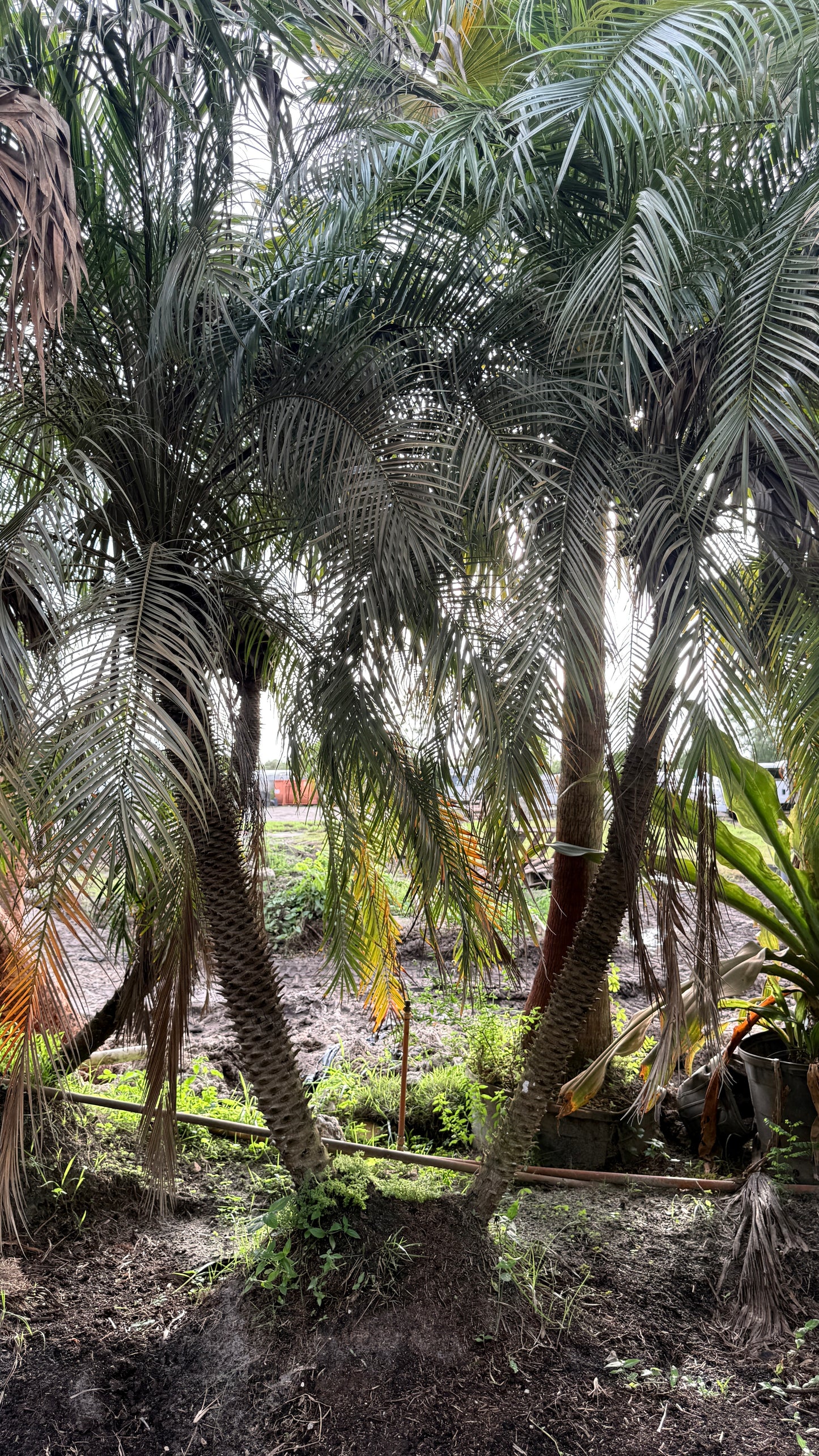 Robellini Palm