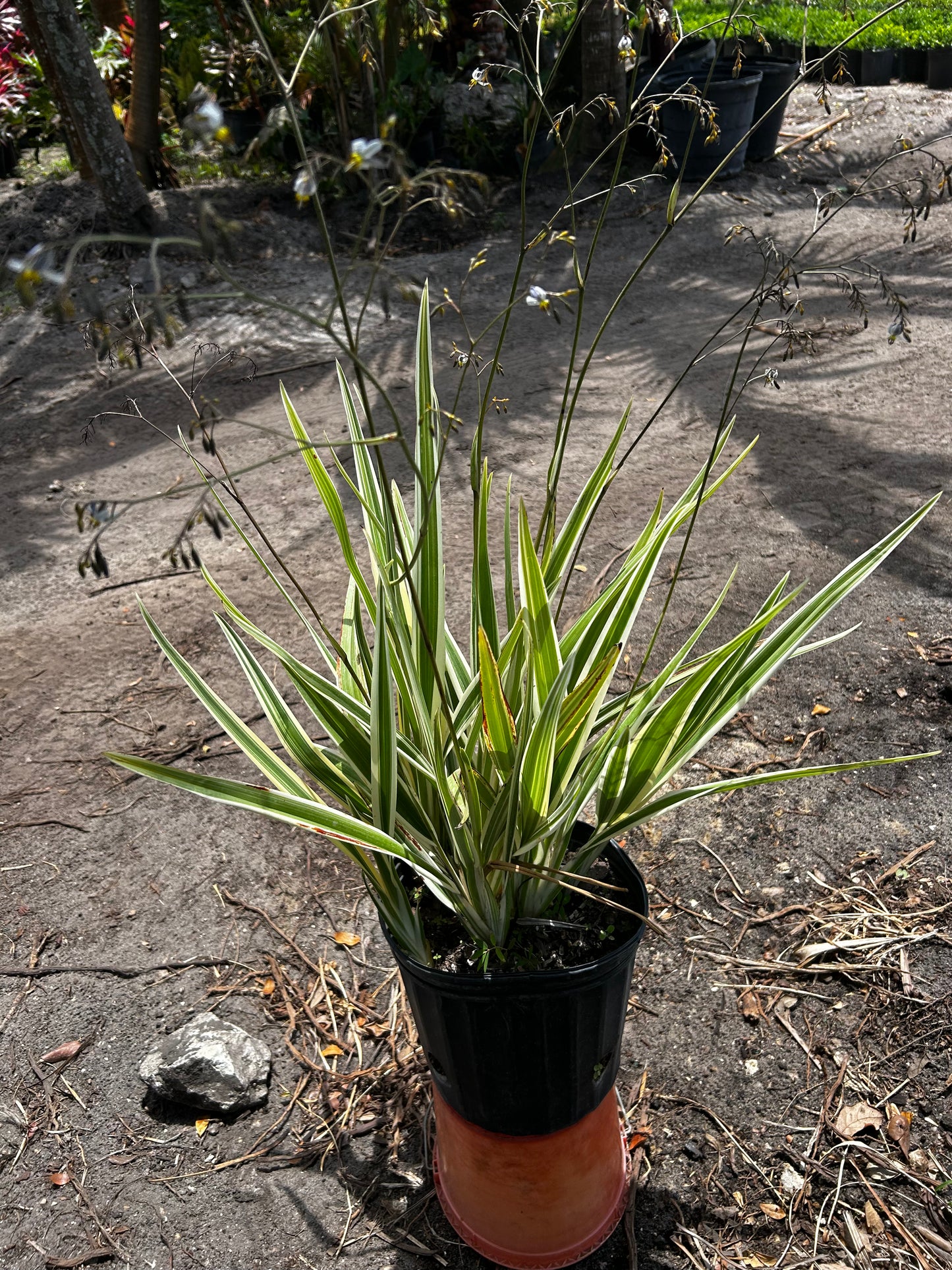 Flax Lily