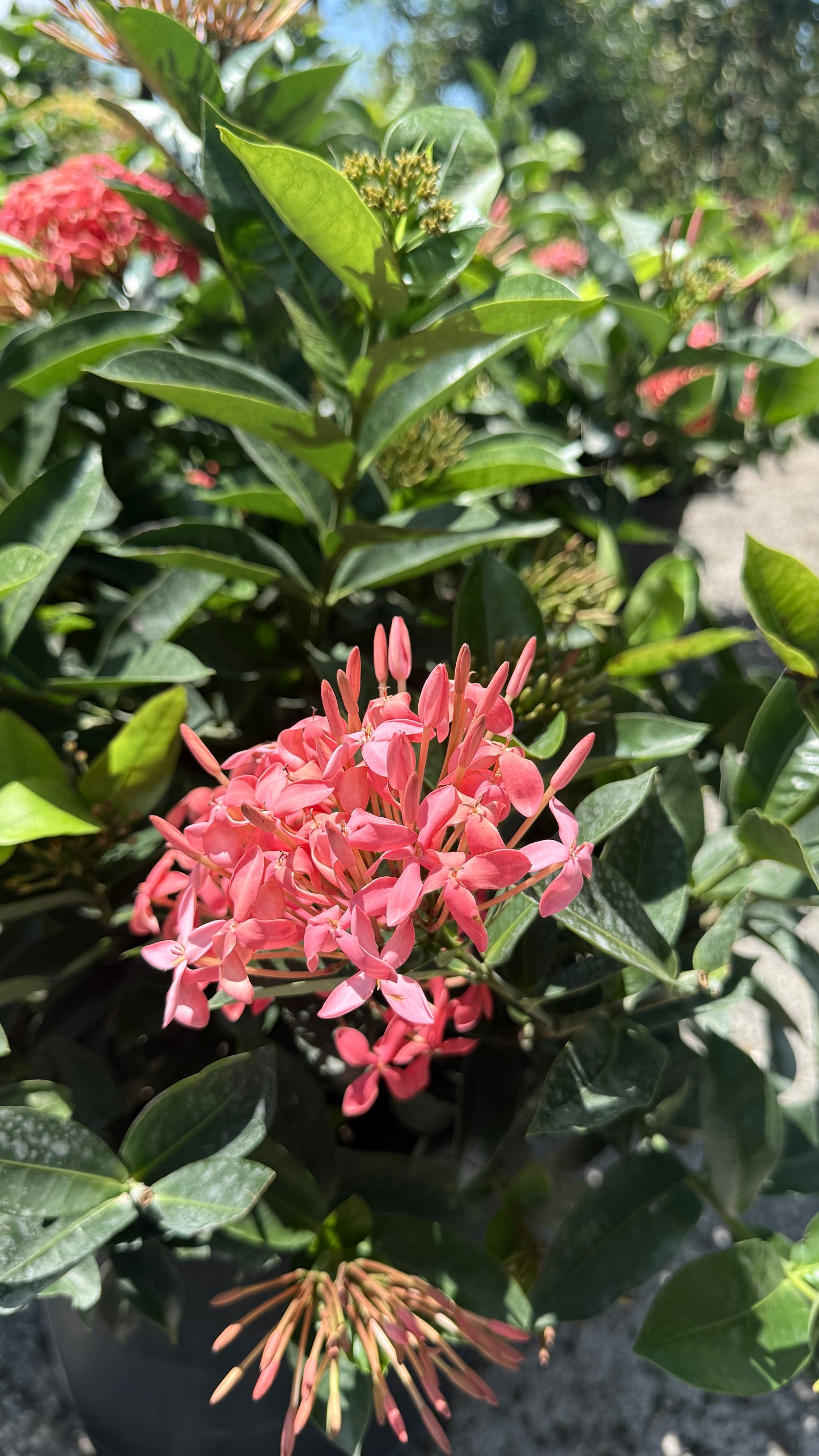 Ixora Nora Grant