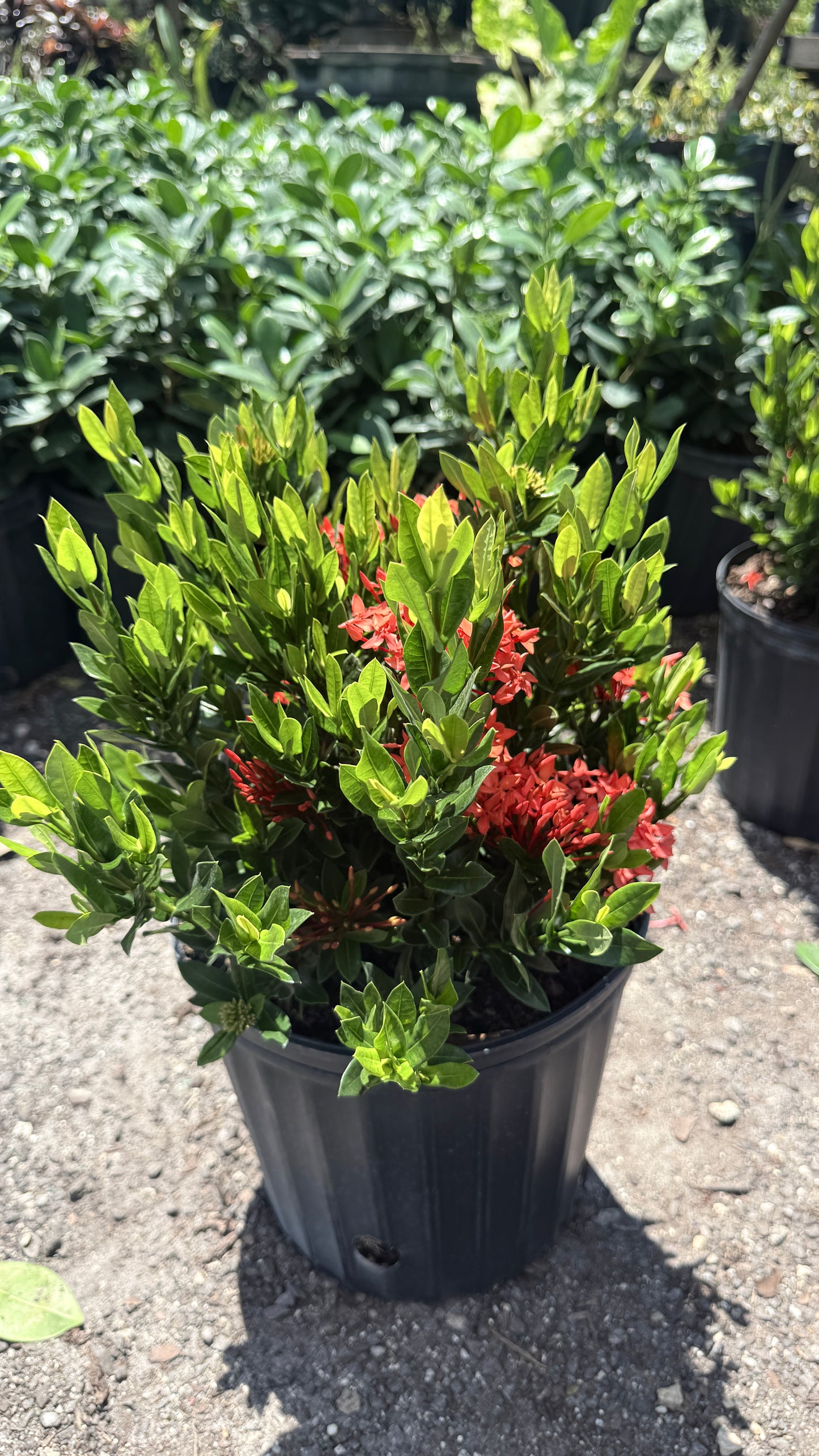 Dwarf Ixora