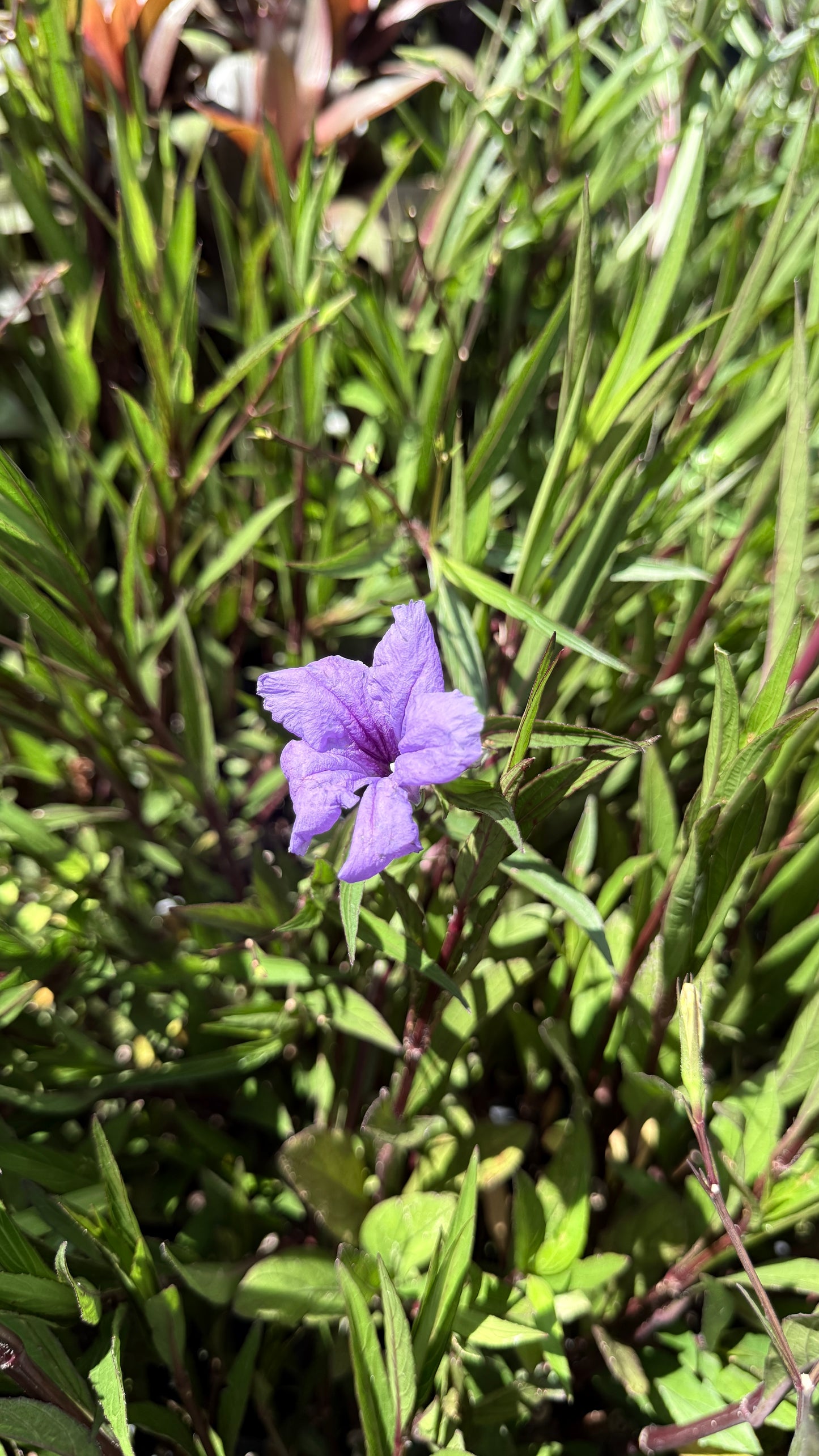 Mexican petunia